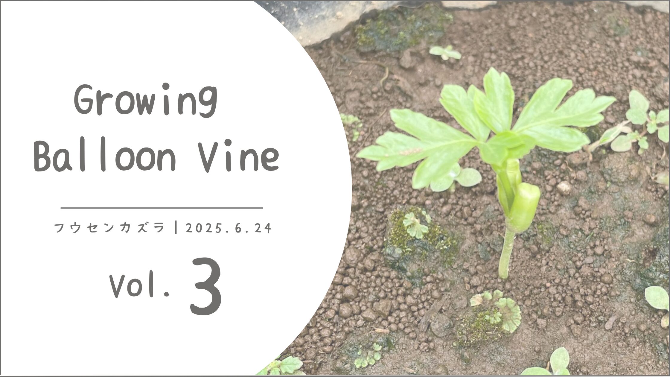 フウセンカズラ育成記録アイキャッチ画像
