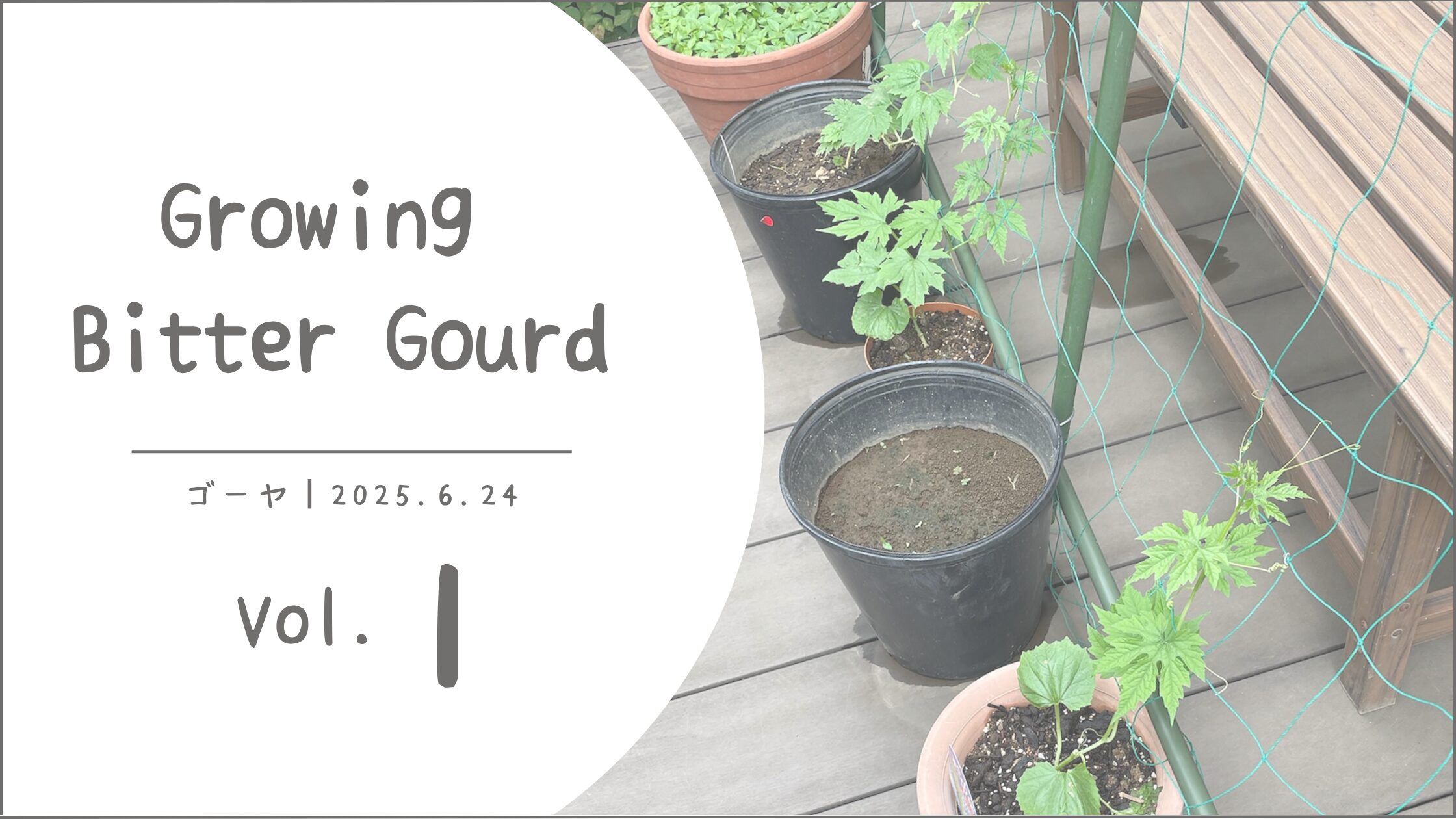 ゴーヤ育成記録アイキャッチ画像