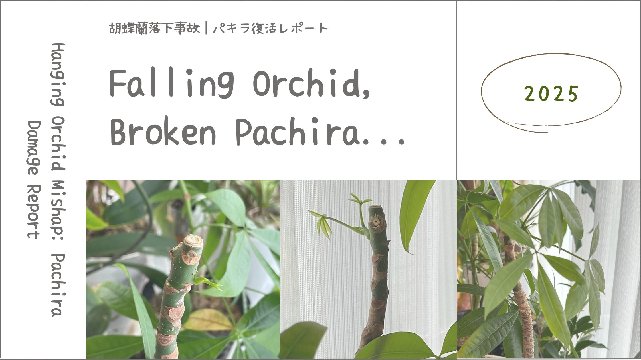 パキラ育成記録アイキャッチ画像