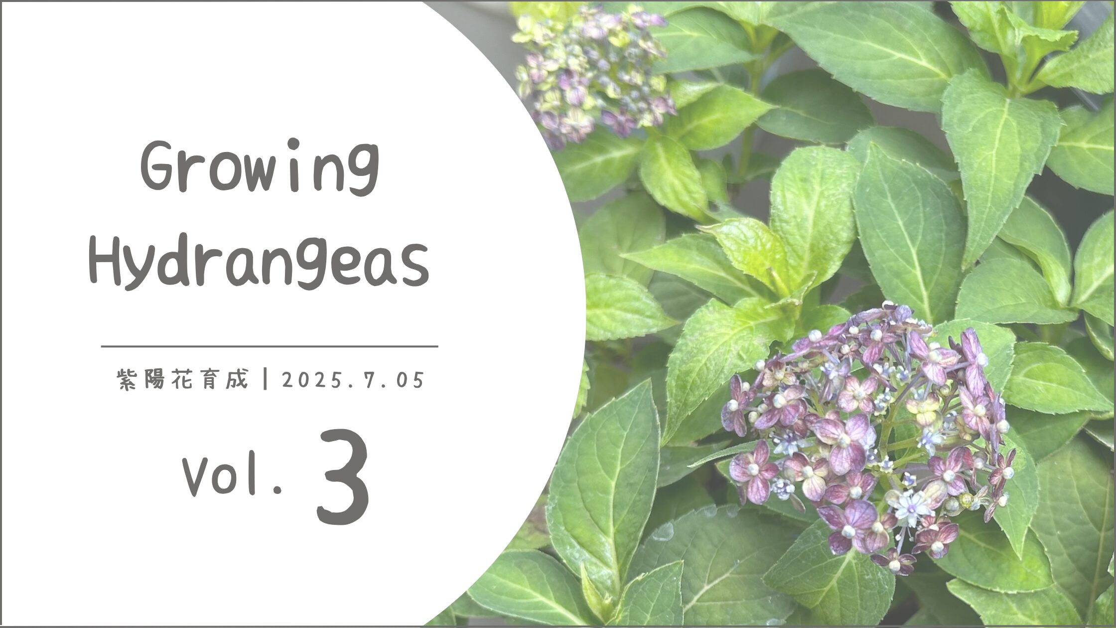 紫陽花育成記録アイキャッチ画像
