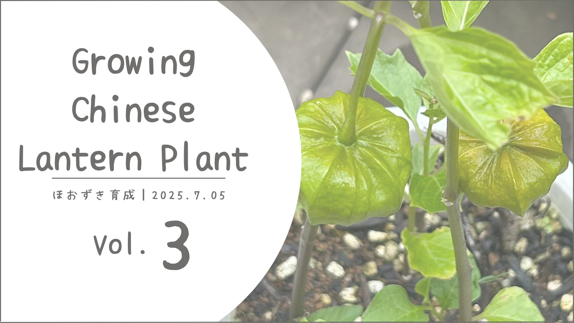 鬼灯育成記録アイキャッチ画像