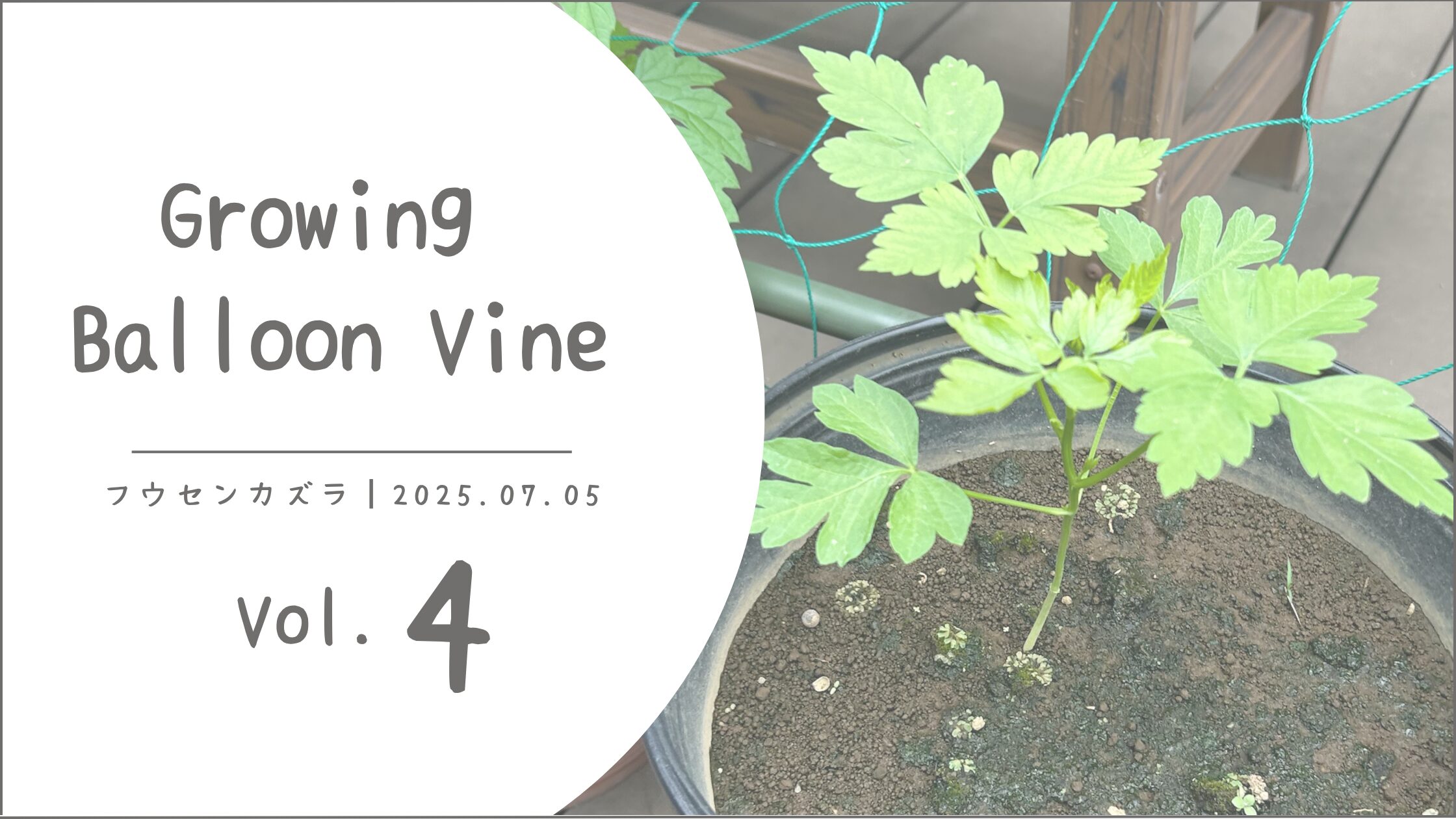 フウセンカズラ育成記録アイキャッチ画像