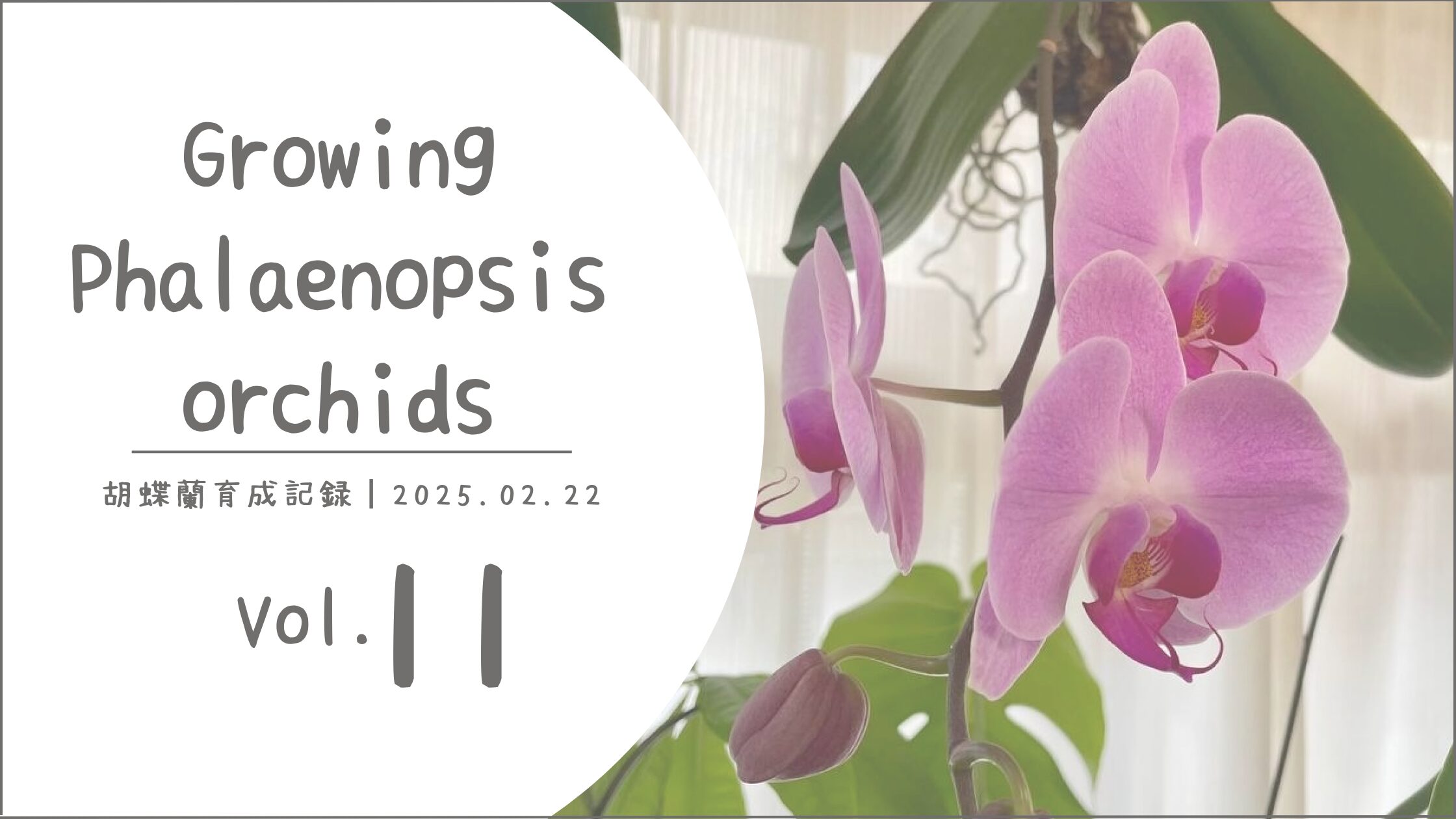 胡蝶蘭育成記アイキャッチ画像