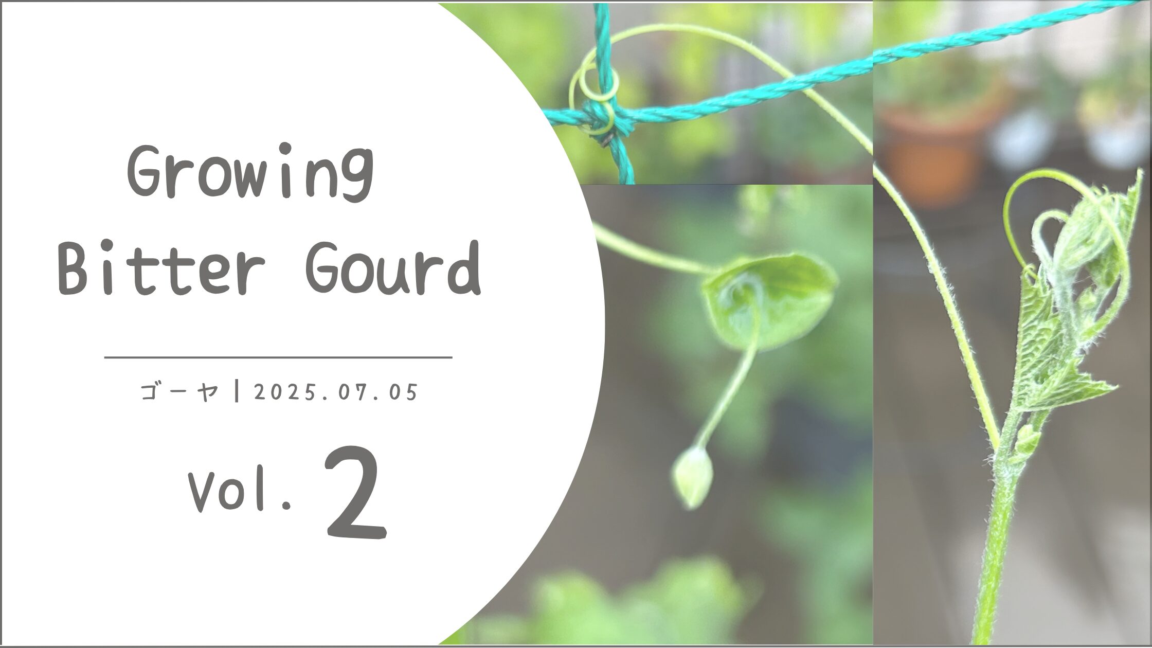 ゴーヤ育成記録アイキャッチ画像