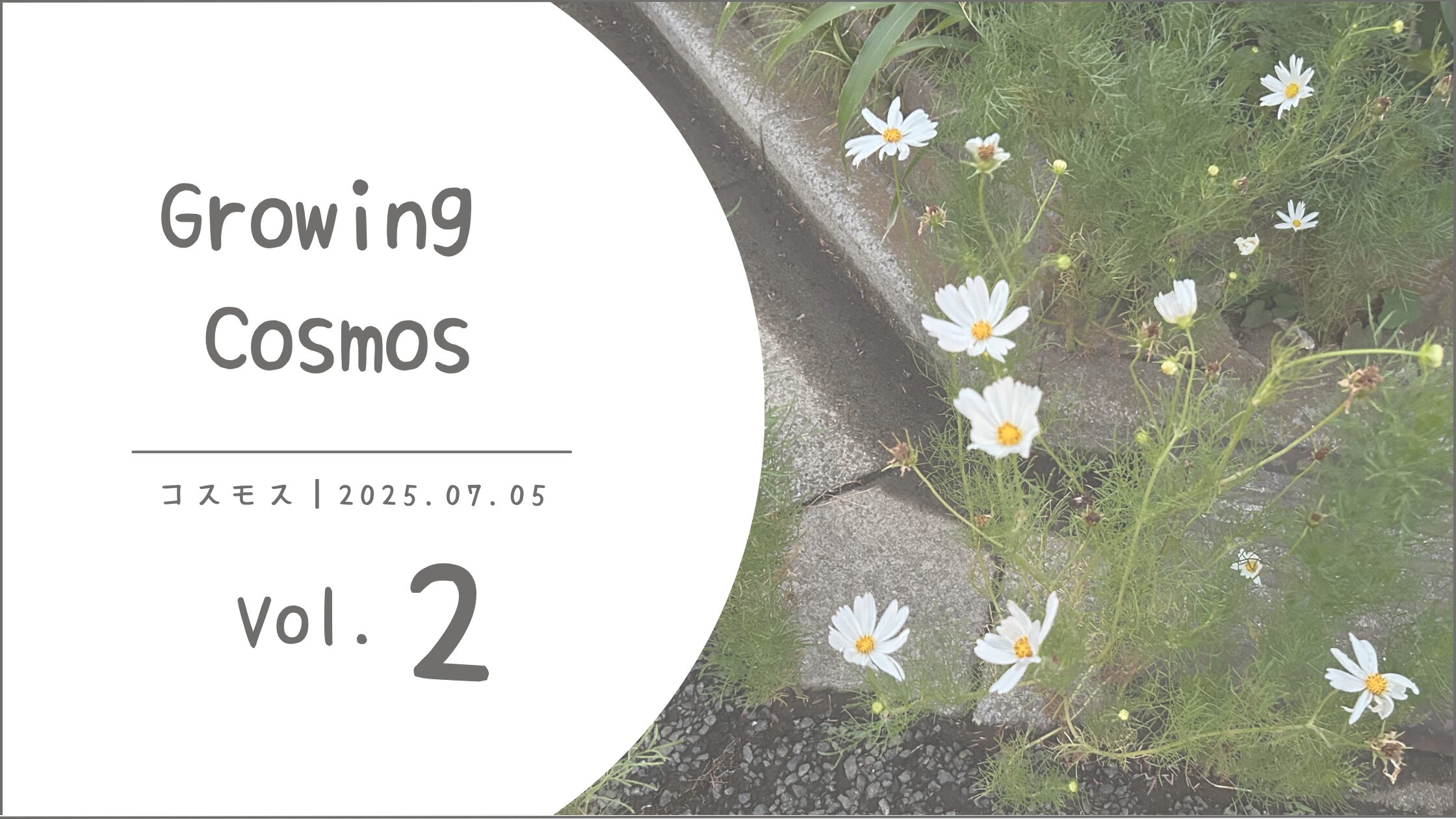コスモス育成記録アイキャッチ画像