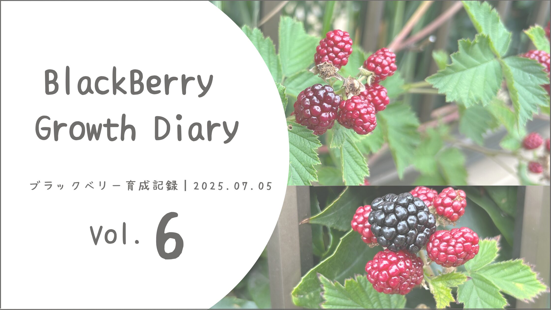 ブラックベリー育成記録アイキャッチ画像