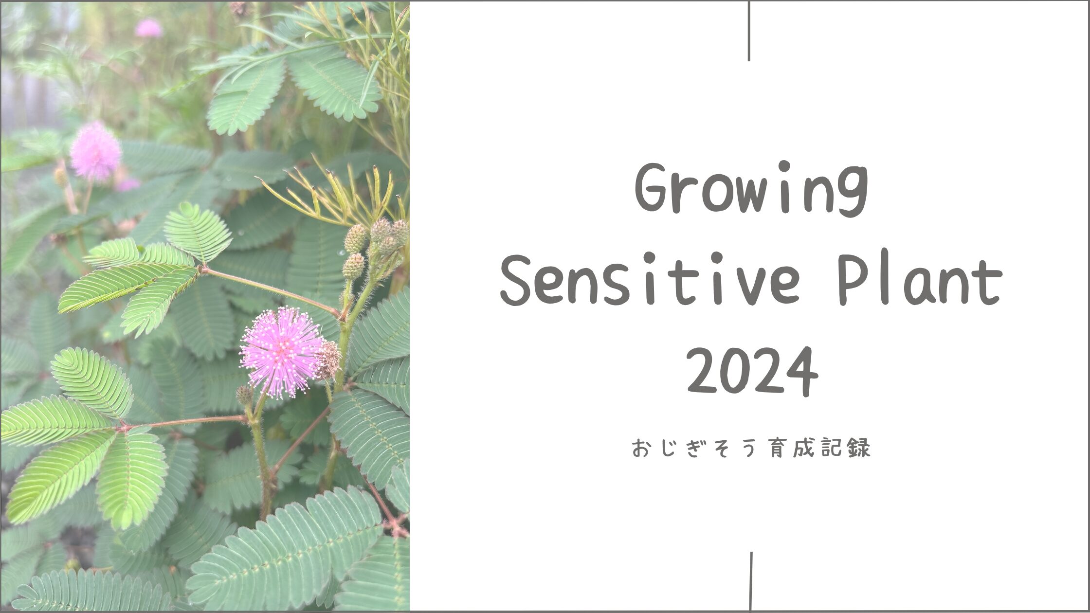 お辞儀そう育成記録アイキャッチ画像