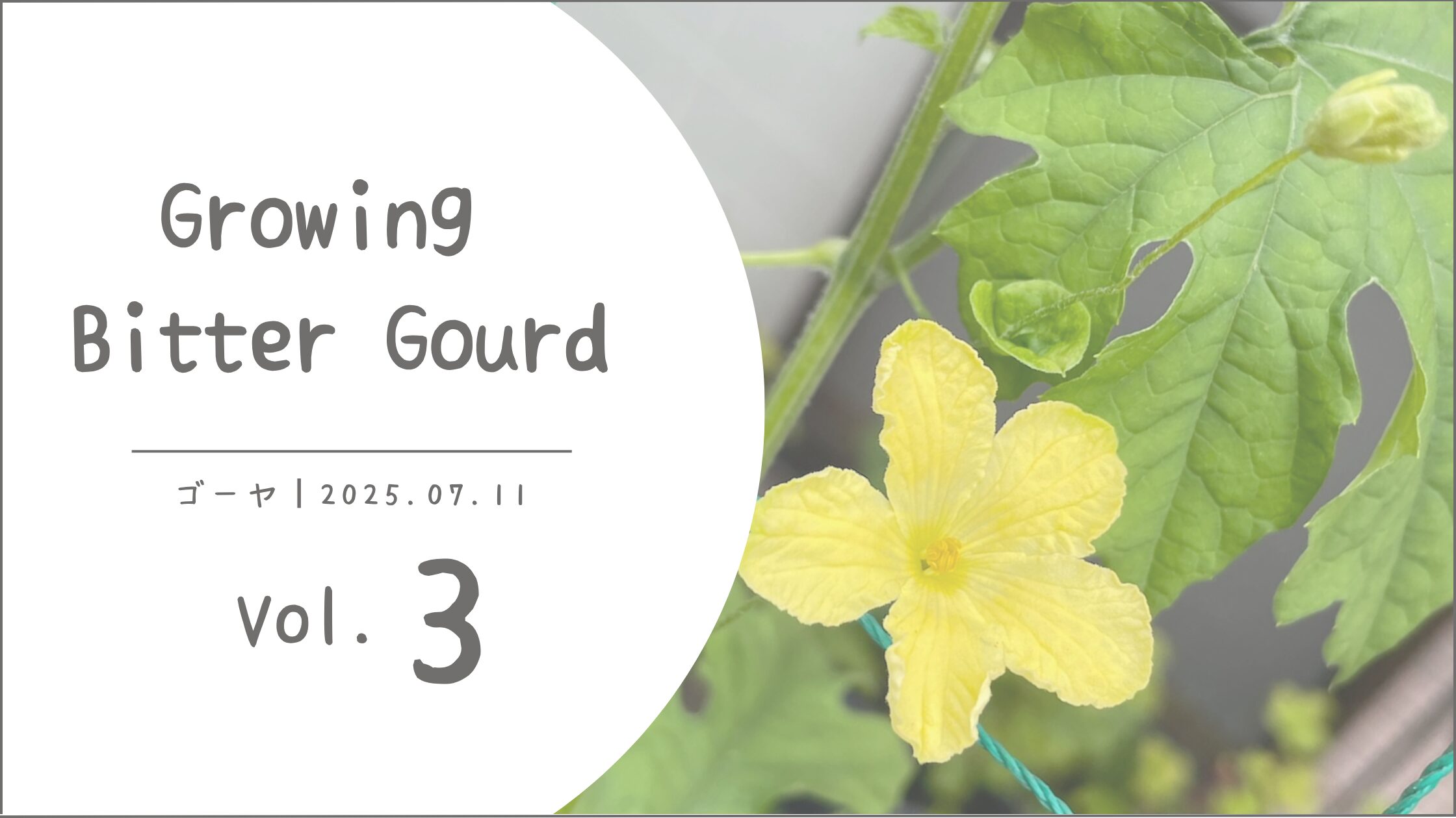 ゴーヤ育成記録アイキャッチ画像