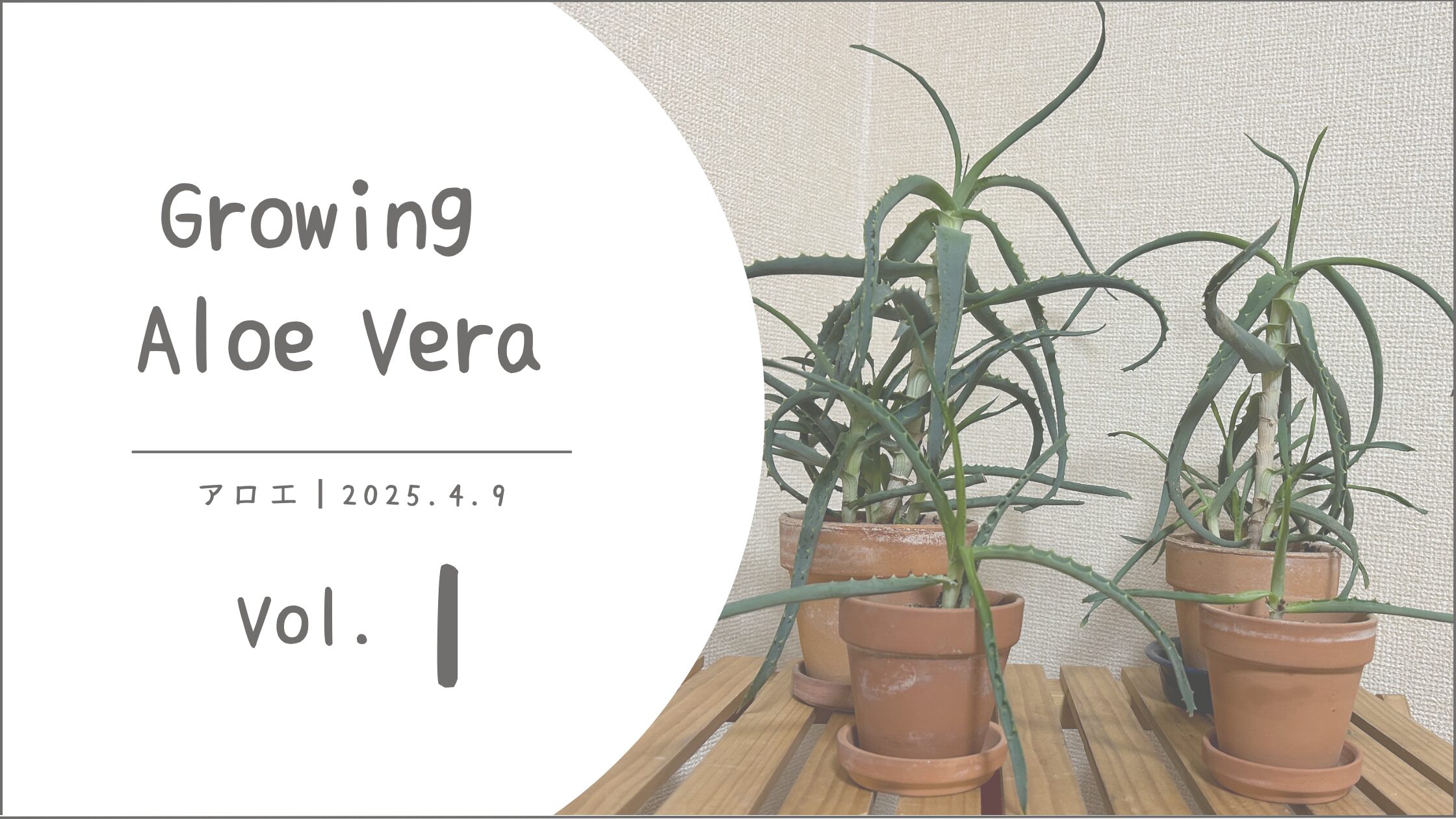 アロエ育成記録アイキャッチ画像