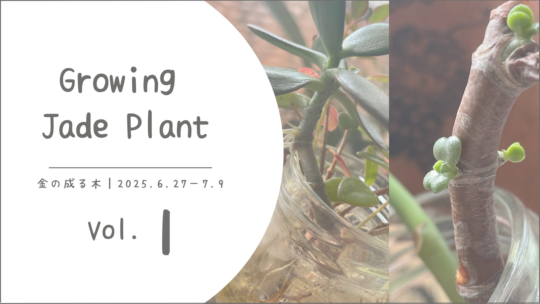 金の成る木育成記録アイキャッチ画像