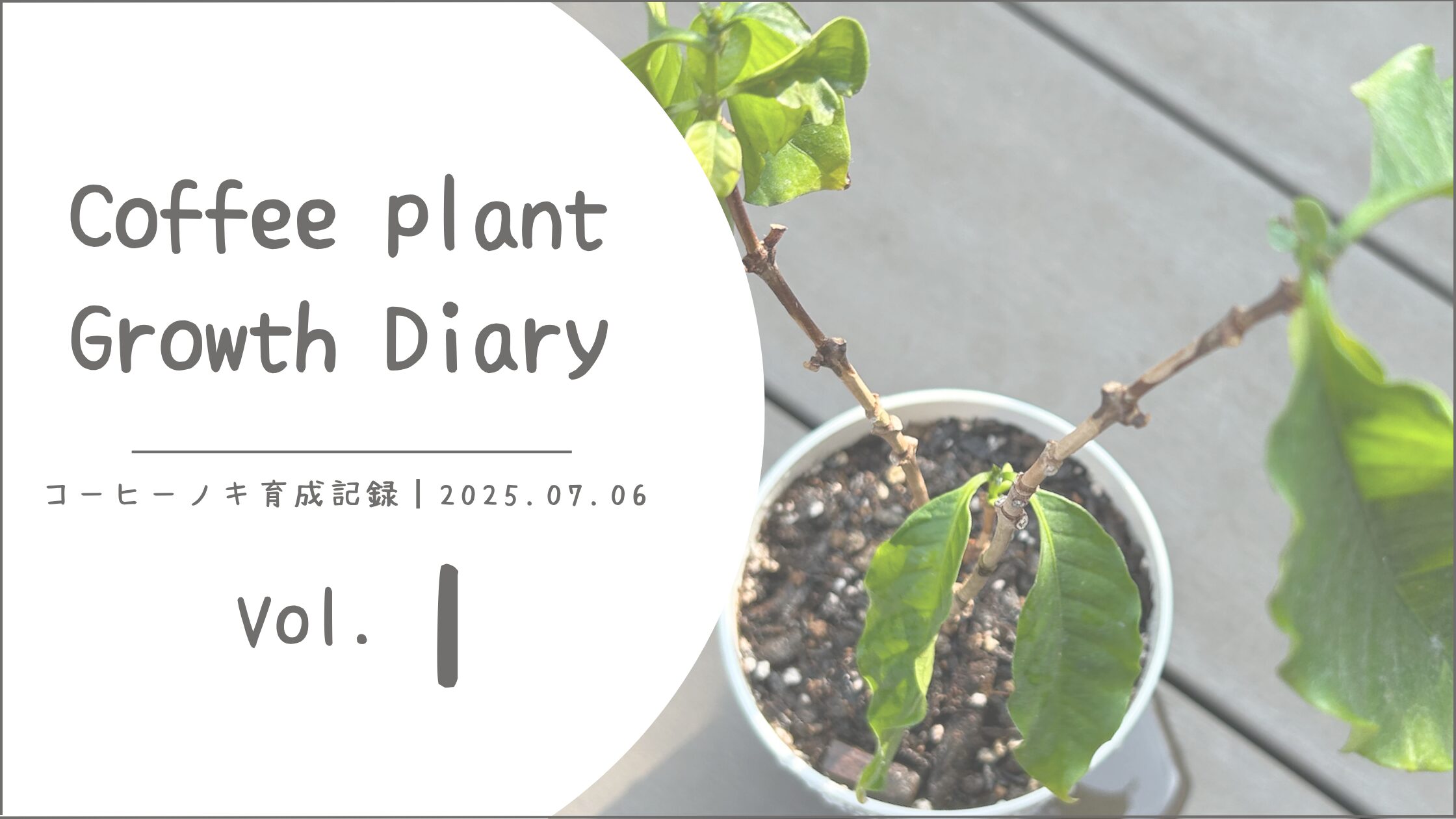 コーヒーノキ育成記録アイキャッチ画像