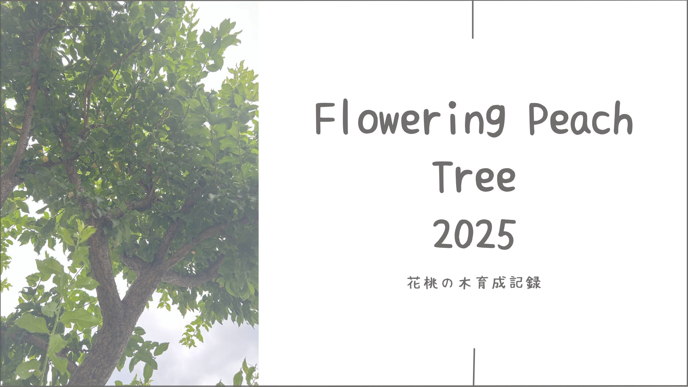 桃の木育成記録アイキャッチ画像