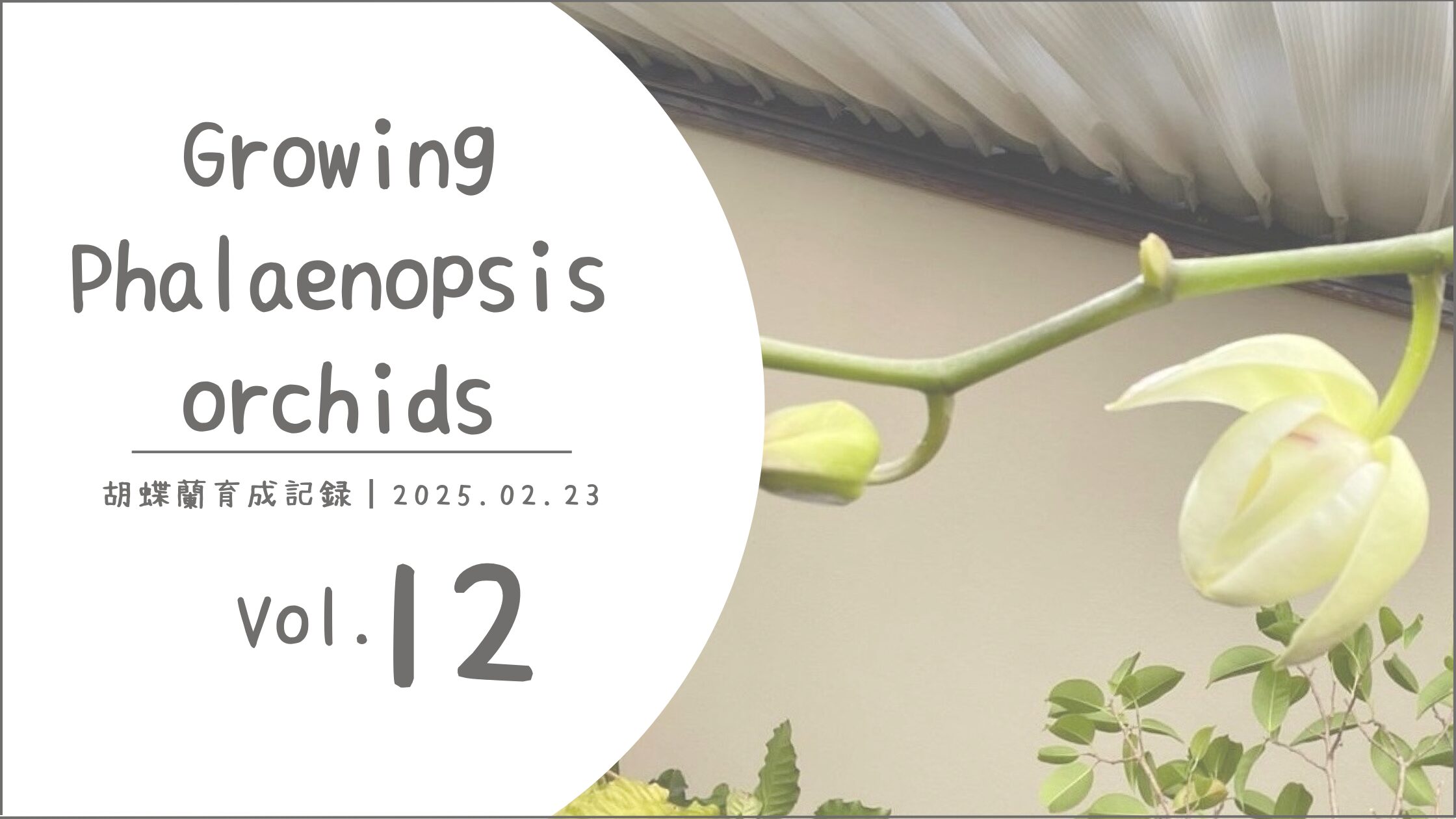 胡蝶蘭育成記アイキャッチ画像