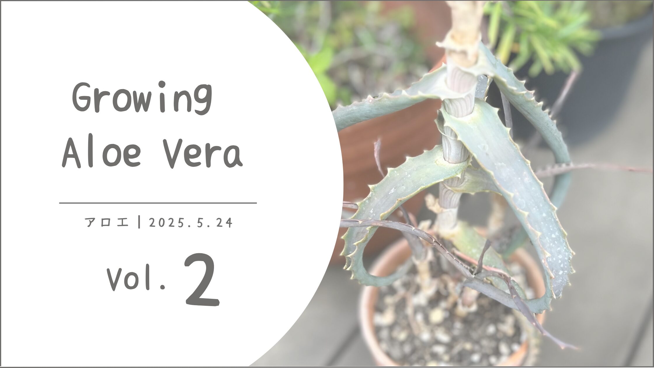 アロエ育成記録アイキャッチ画像