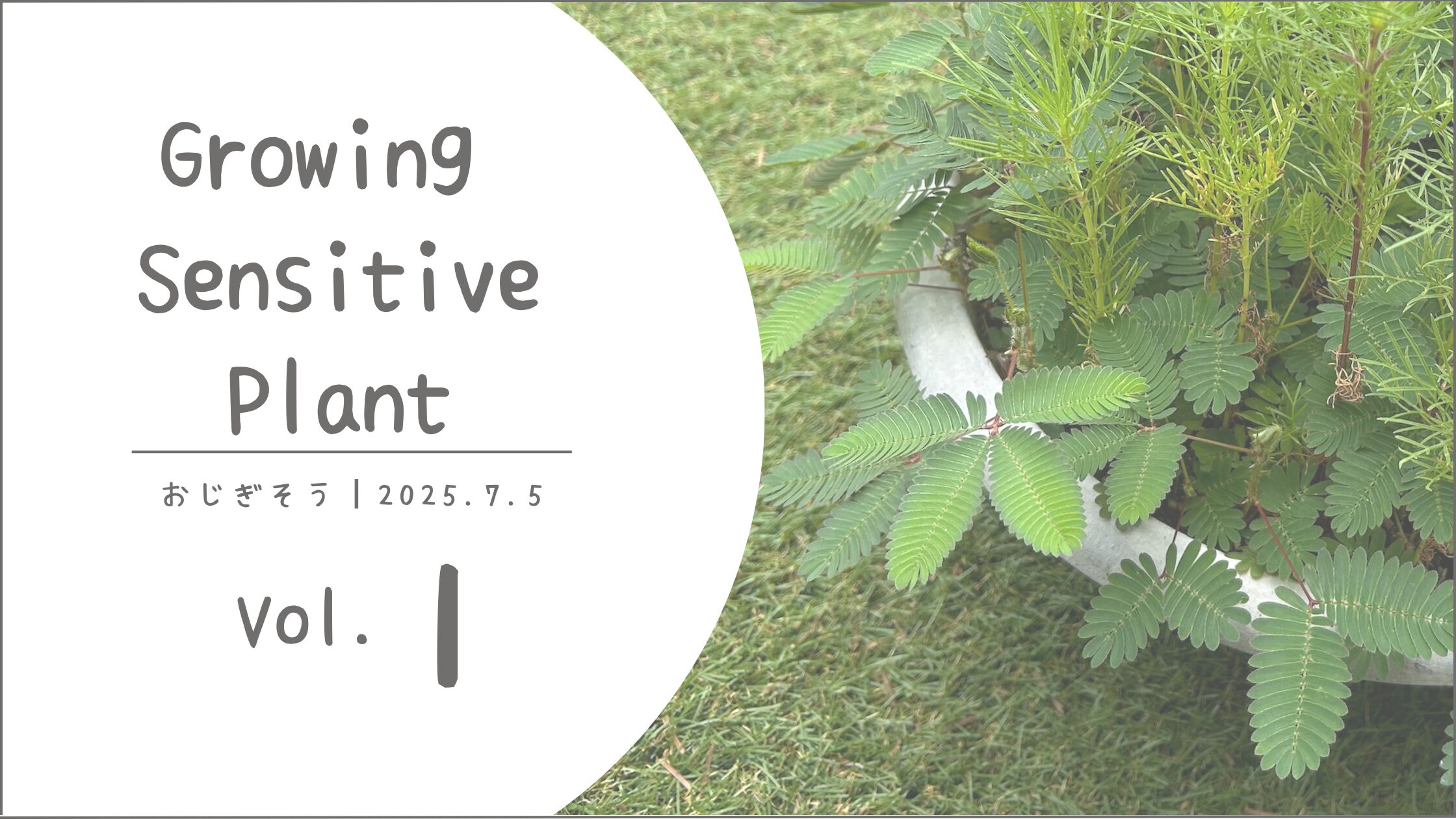 お辞儀そう育成記録アイキャッチ画像