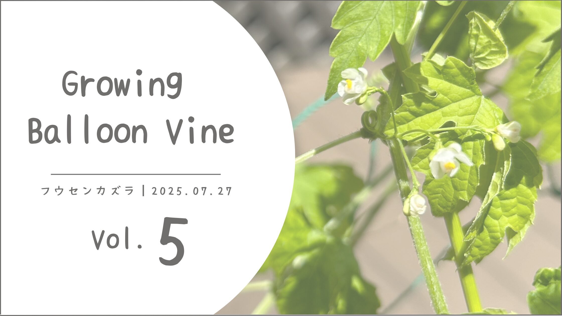 フウセンカズラ育成記録アイキャッチ画像
