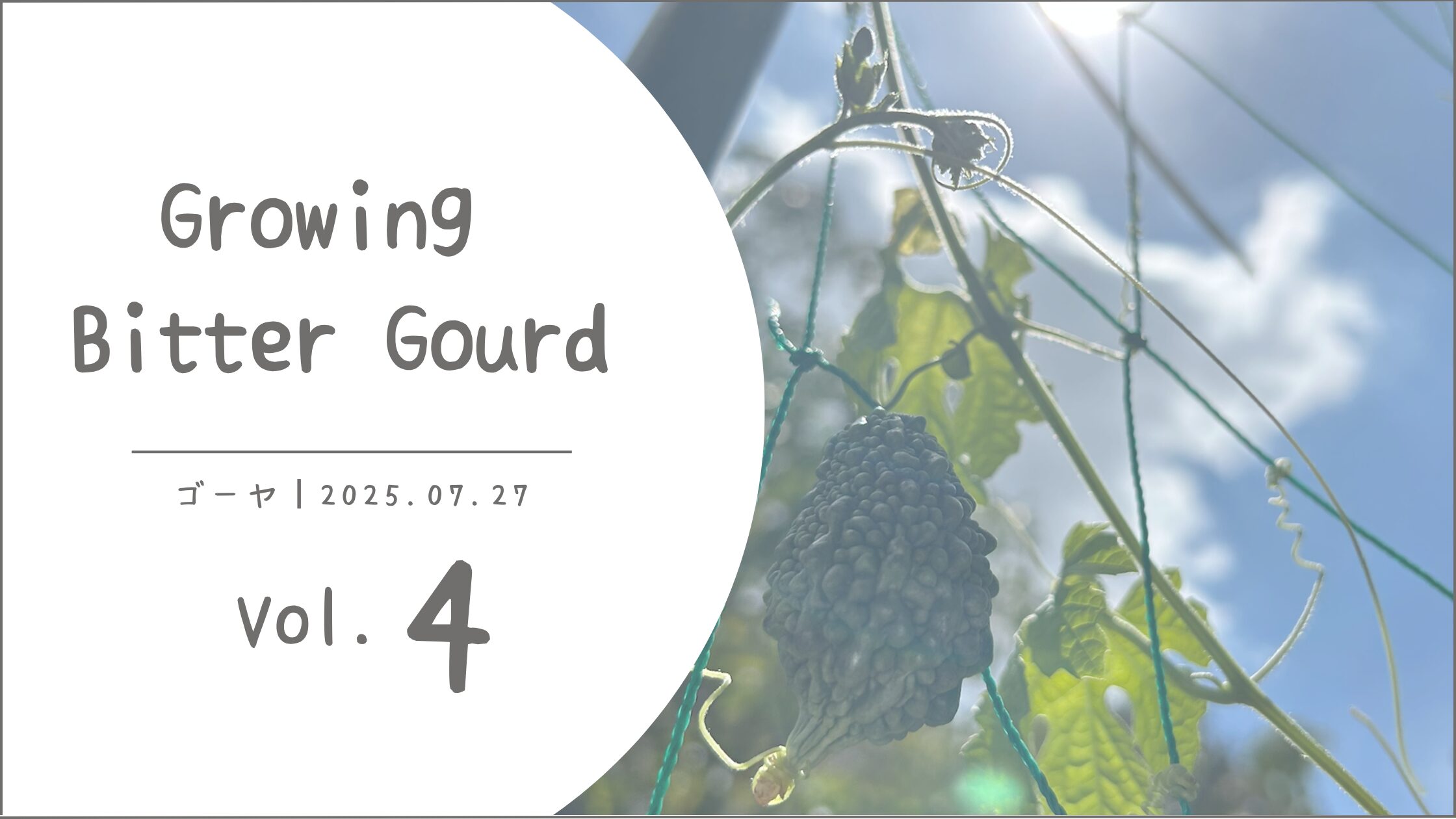 ゴーヤ育成記録アイキャッチ画像