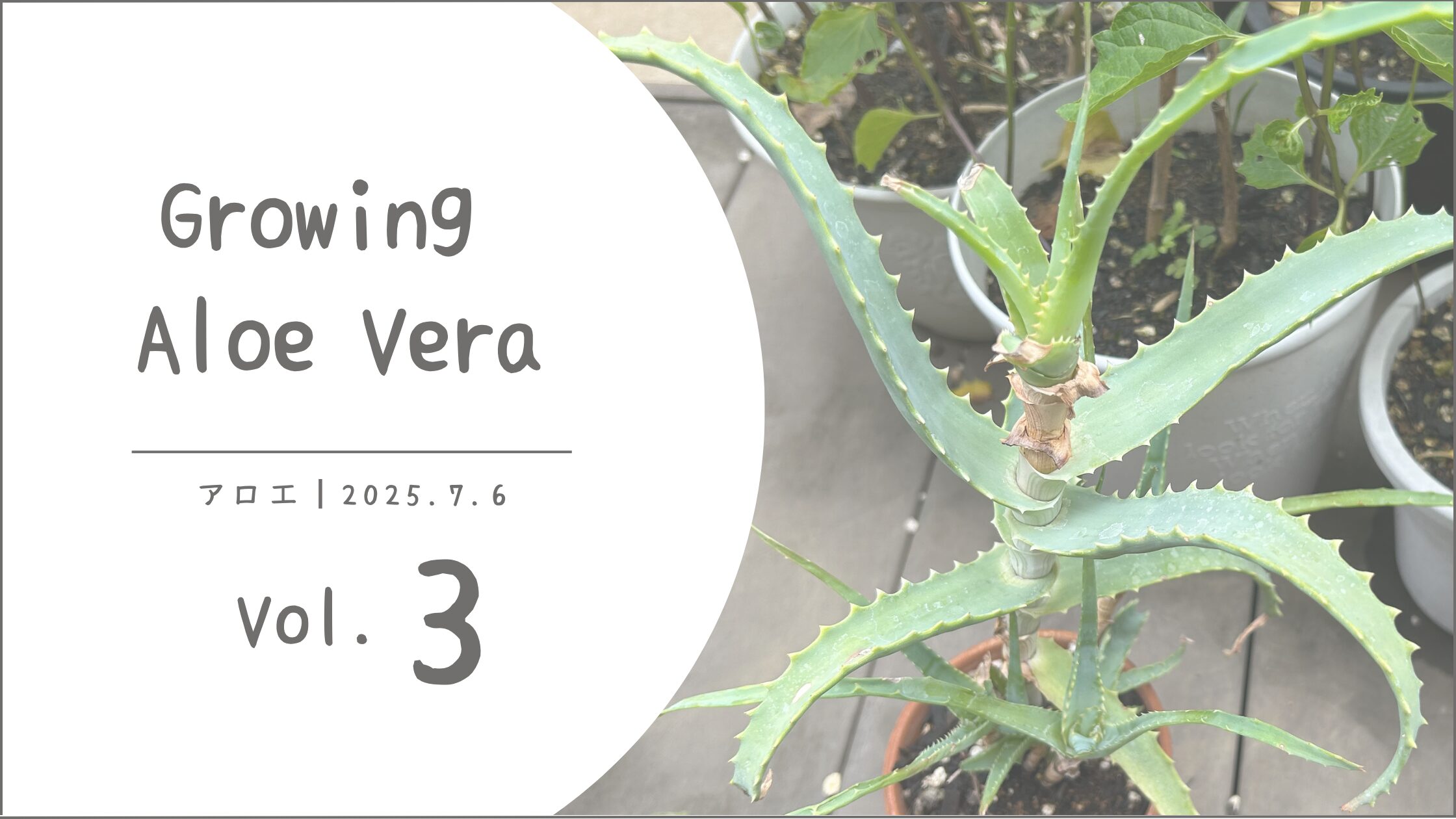 アロエ育成記録アイキャッチ画像