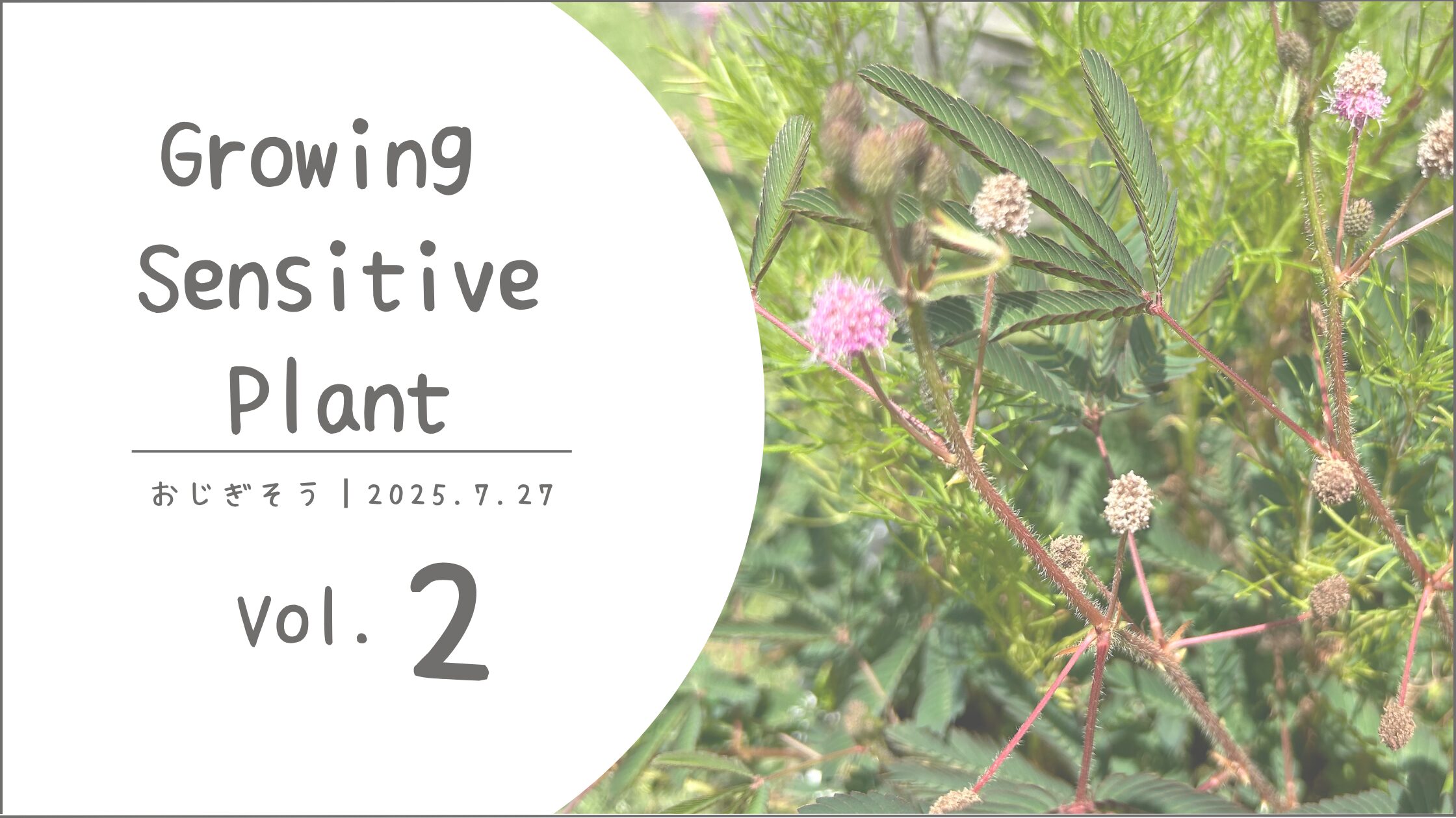 お辞儀そう育成記録アイキャッチ画像