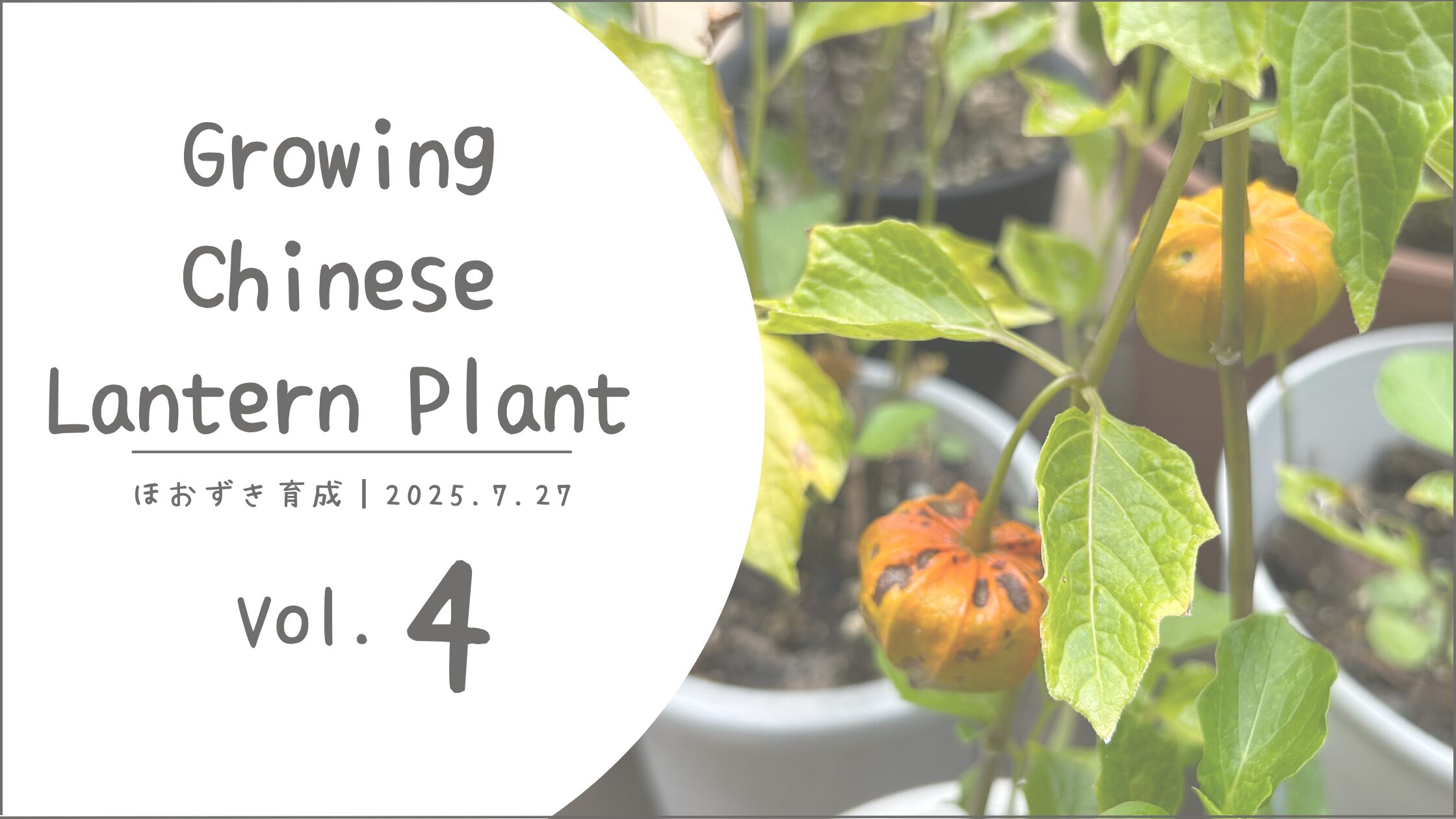 鬼灯育成記録アイキャッチ画像