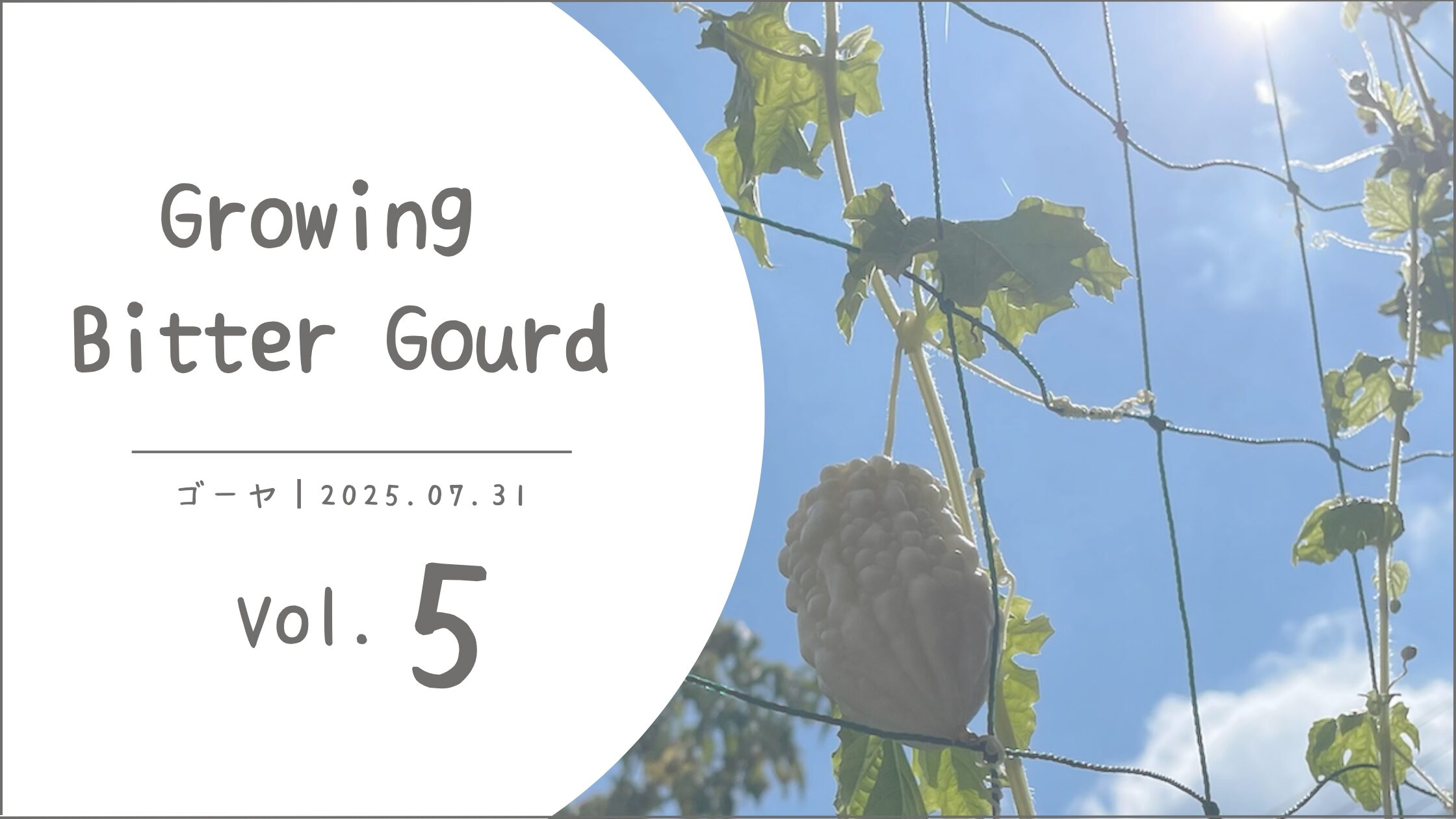 ゴーヤ育成記録アイキャッチ画像