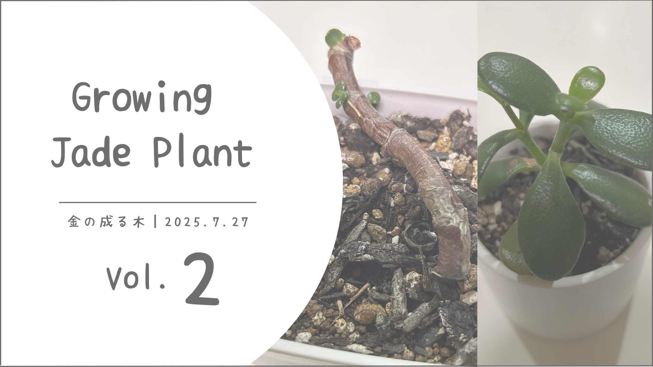 金の成る木育成記録アイキャッチ画像