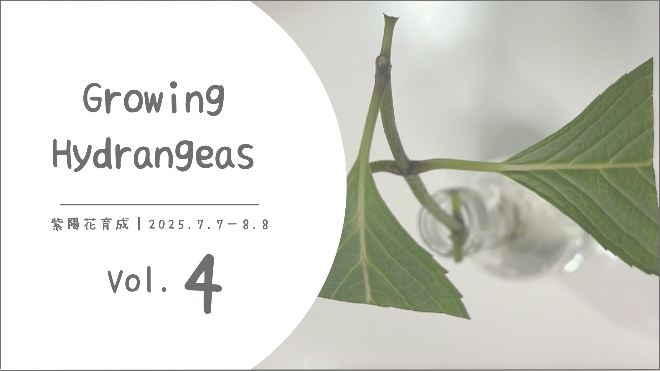紫陽花育成記録アイキャッチ画像