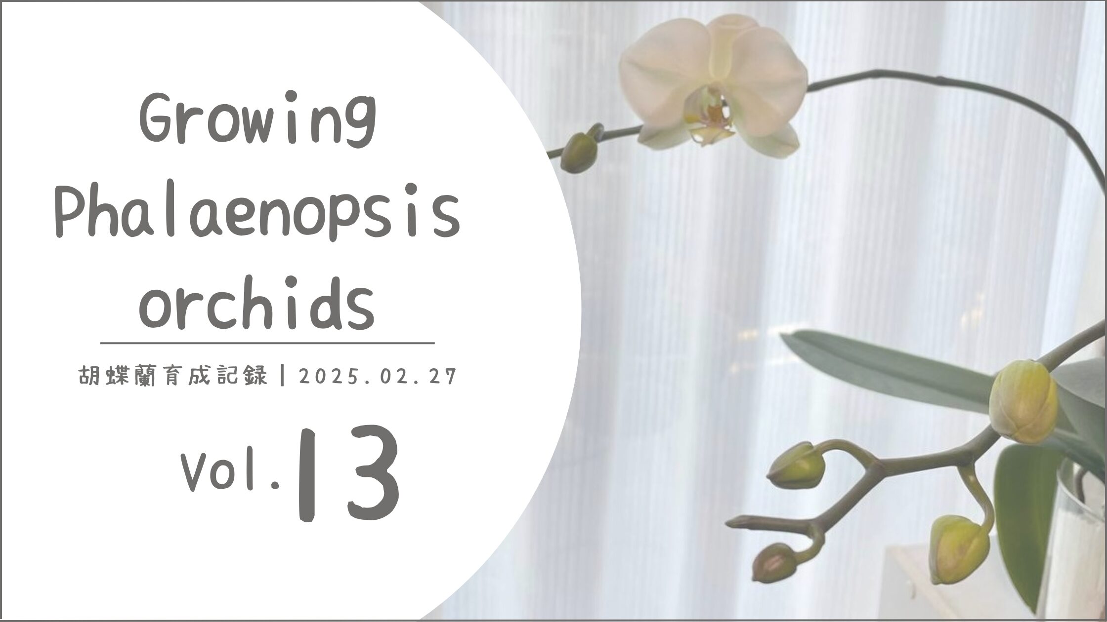 胡蝶蘭育成記アイキャッチ画像