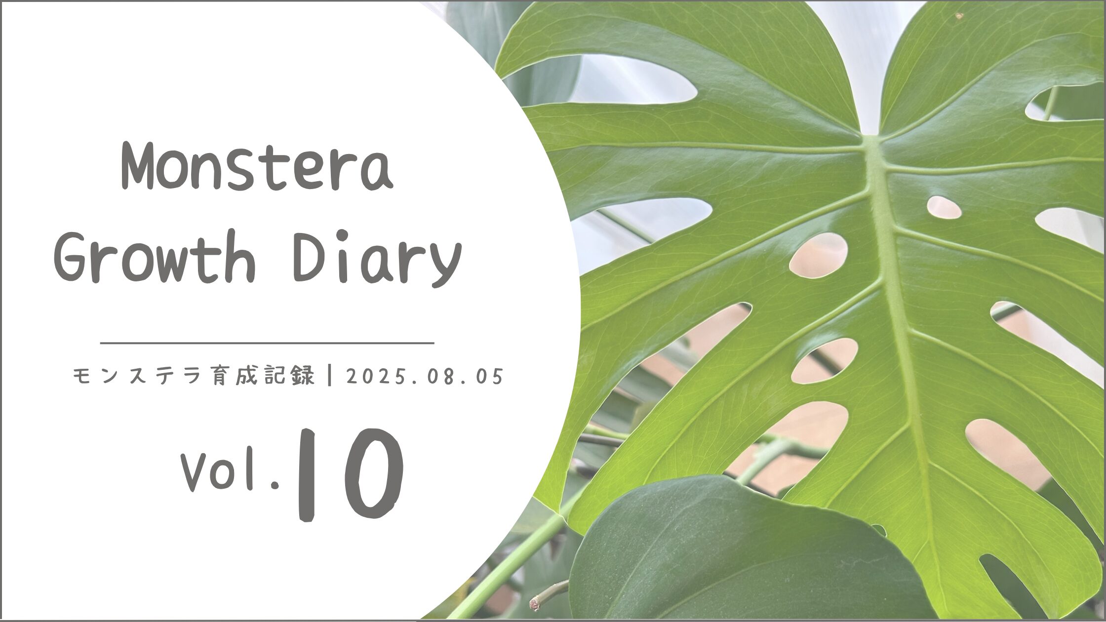 モンステラ育成記録アイキャッチ画像
