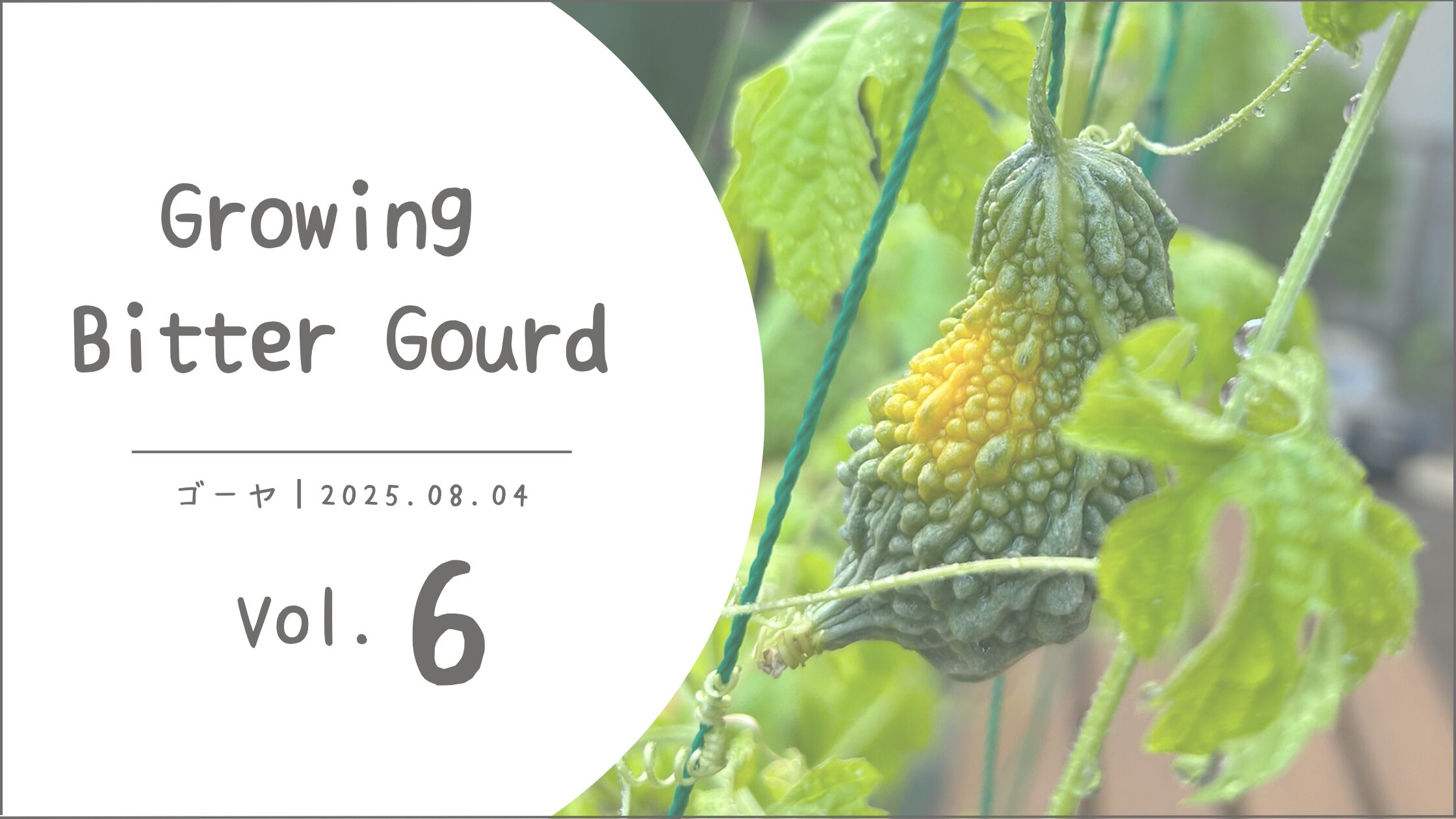ゴーヤ育成記録アイキャッチ画像