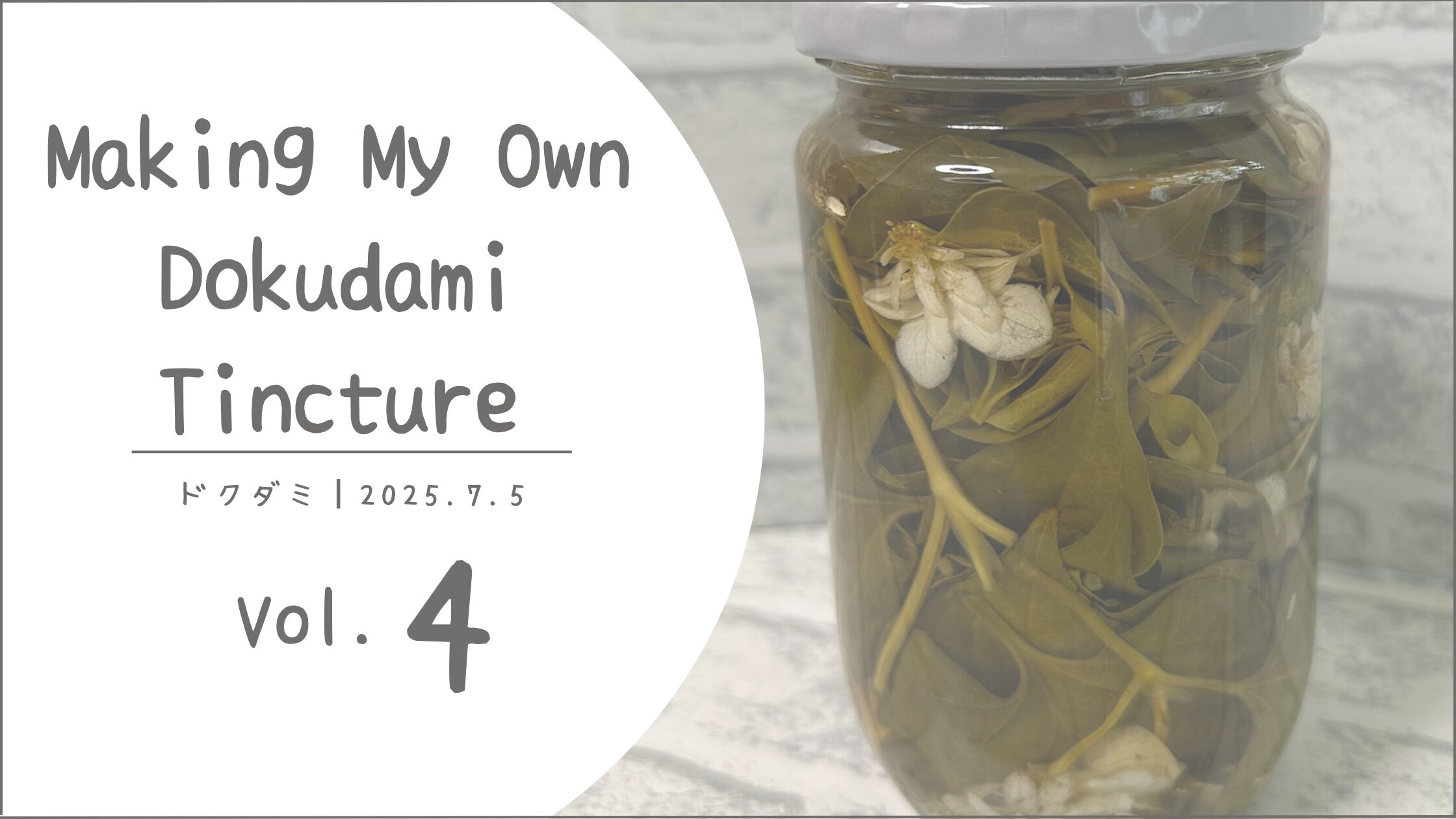 ドクダミ育成記録アイキャッチ画像