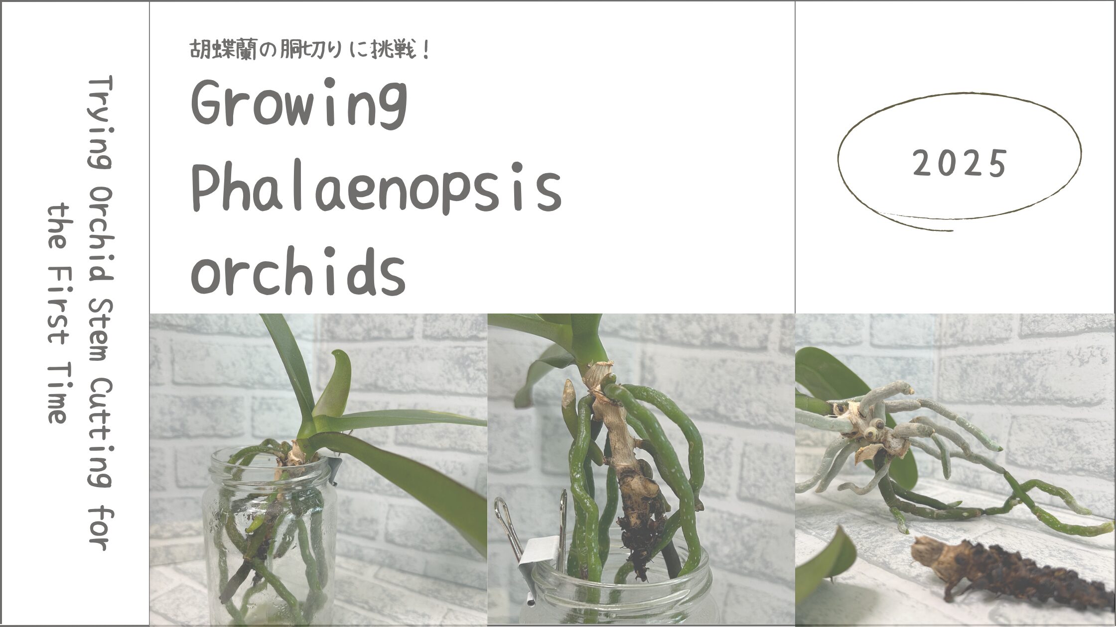 胡蝶蘭育成記録アイキャッチ画像