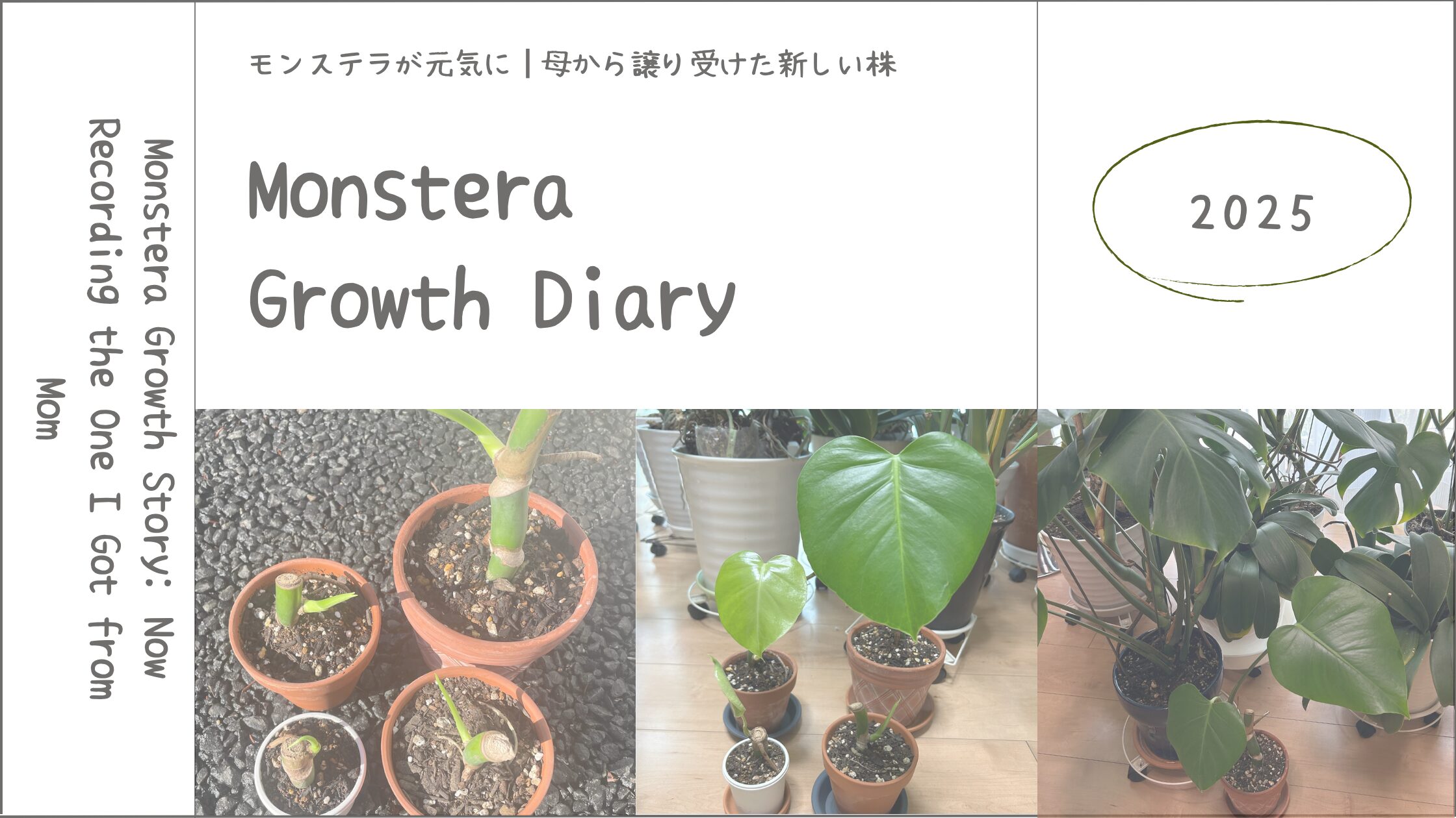 モンステラ育成記録アイキャッチ画像