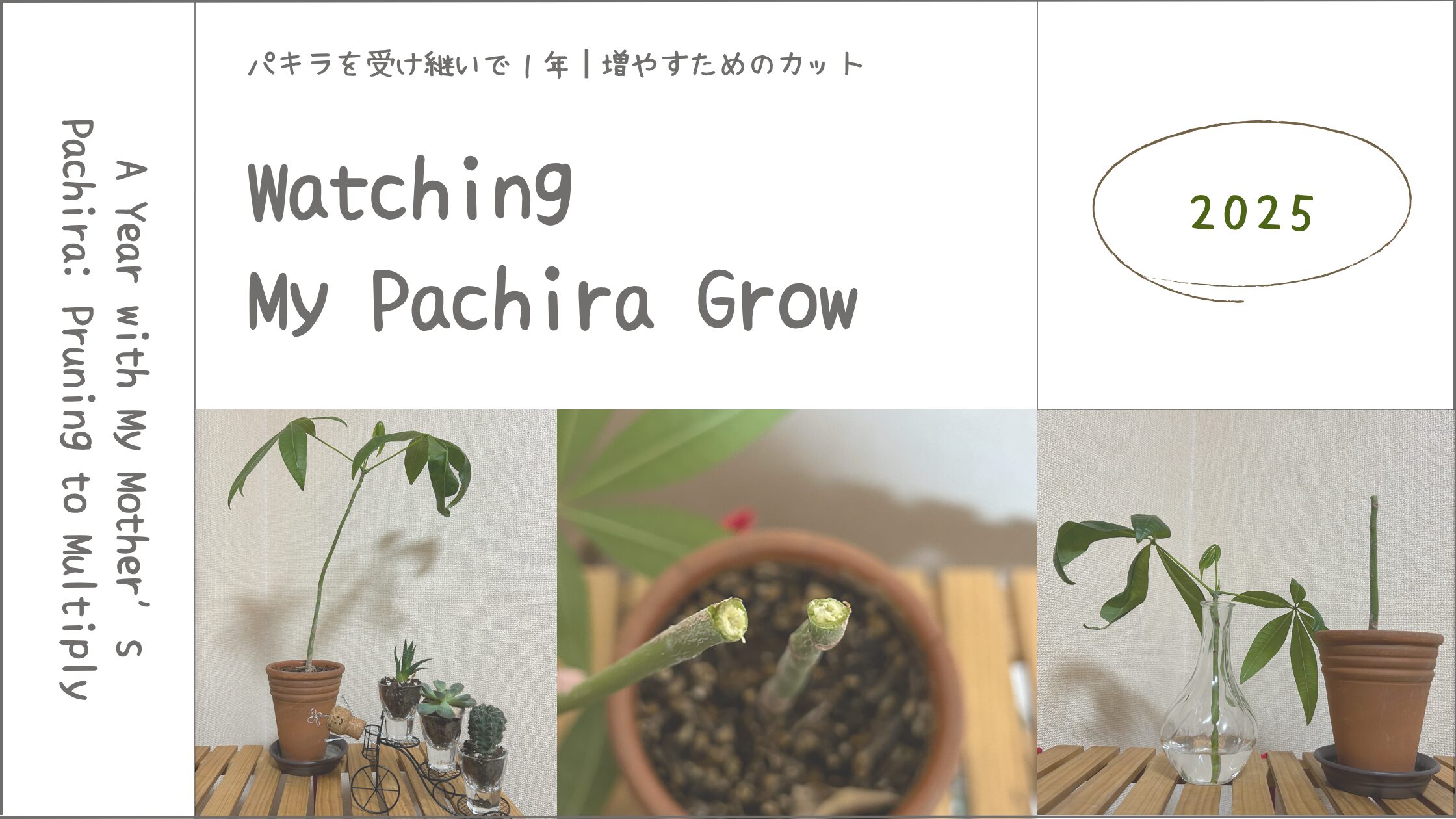 パキラ育成記録アイキャッチ画像