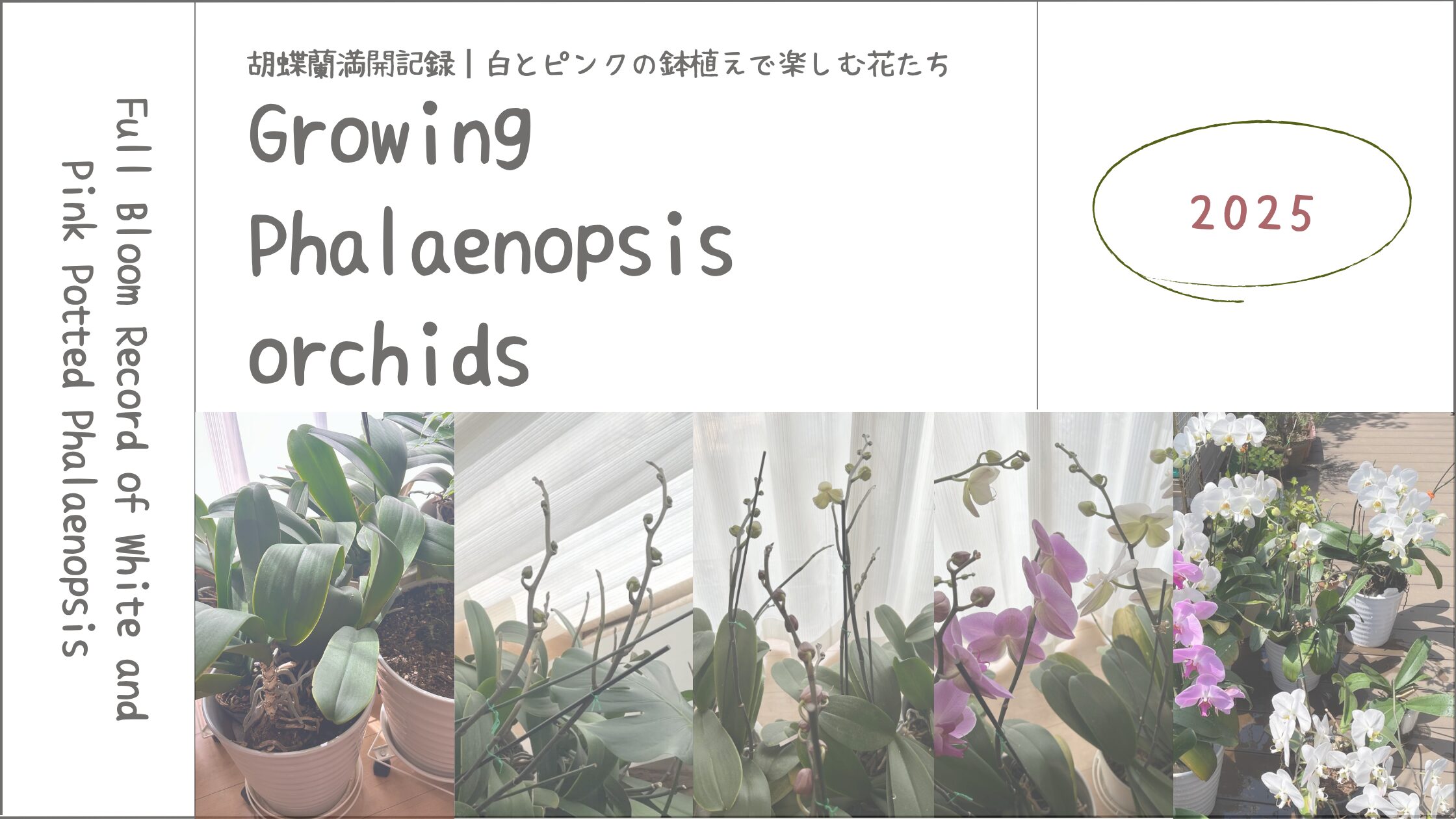 胡蝶蘭育成記録アイキャッチ画像