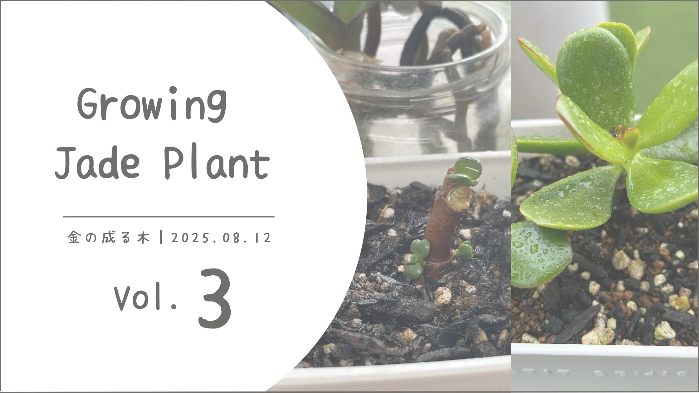 金の成る木育成記録アイキャッチ画像