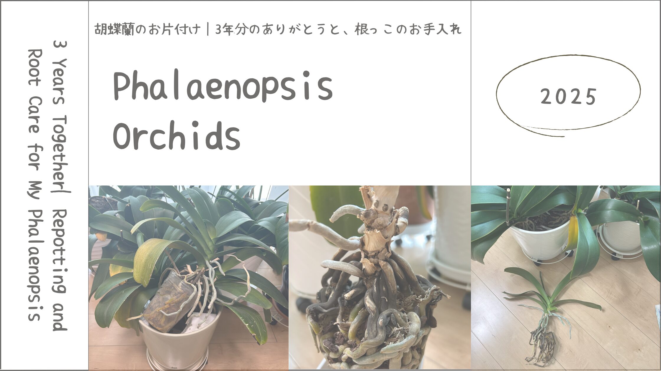 胡蝶蘭育成記録アイキャッチ画像