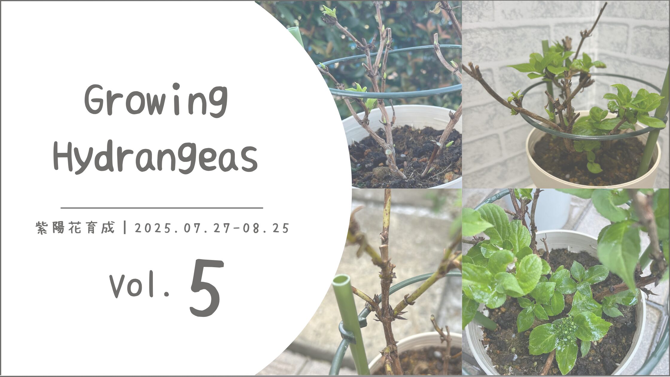 紫陽花育成記録アイキャッチ画像