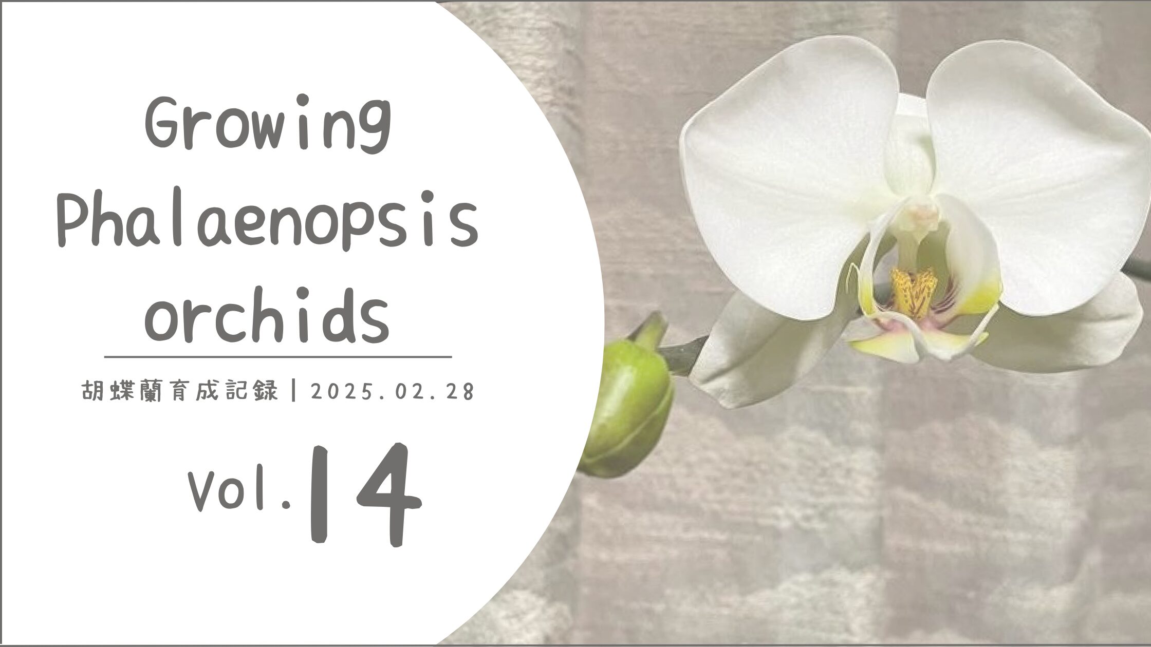 胡蝶蘭育成記アイキャッチ画像
