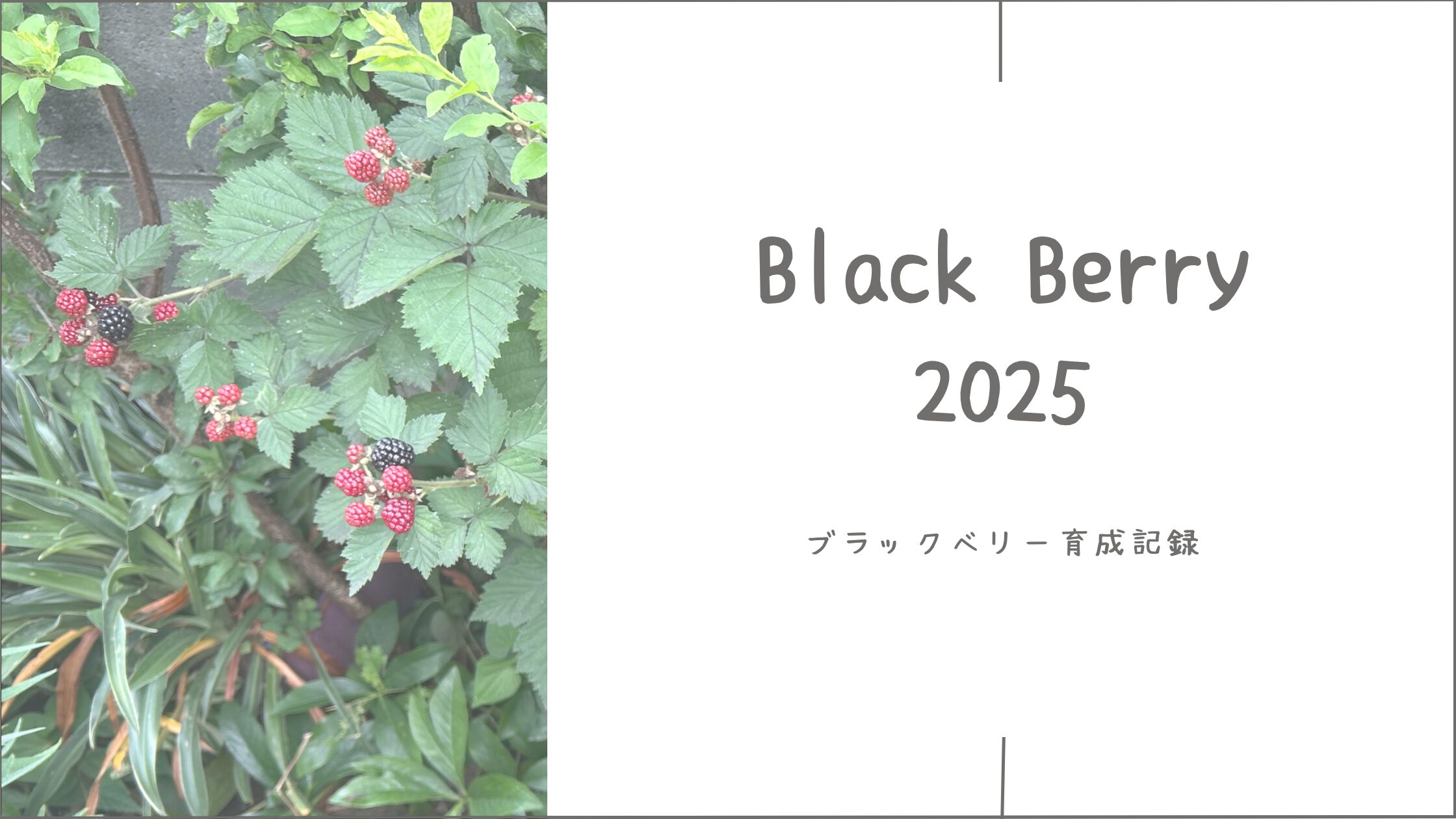 ブラックベリー育成記録アイキャッチ画像