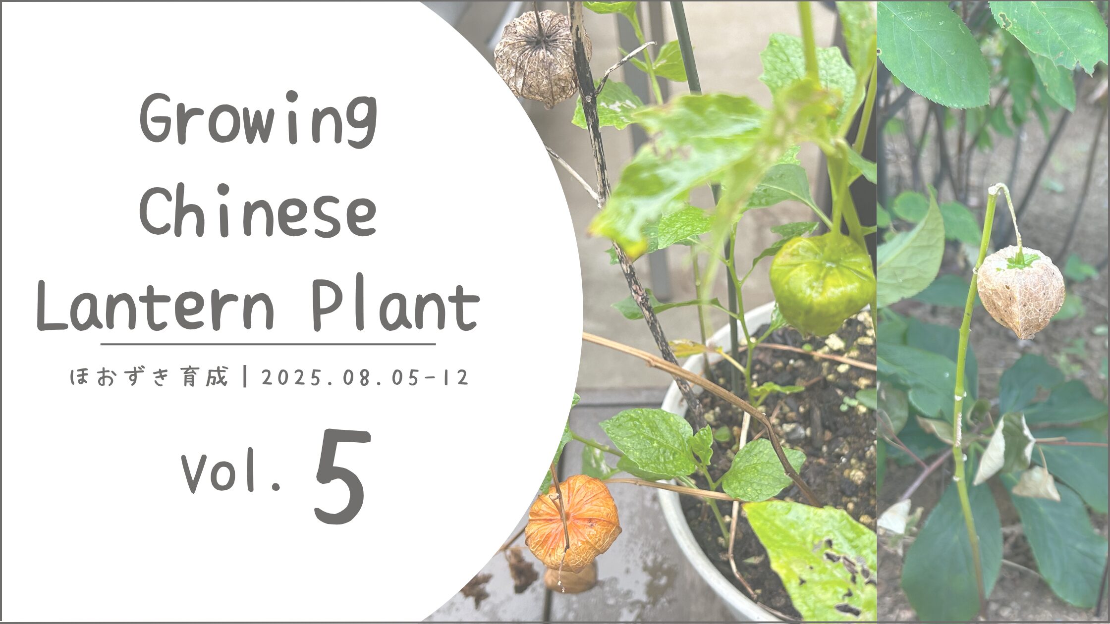 鬼灯育成記録アイキャッチ画像