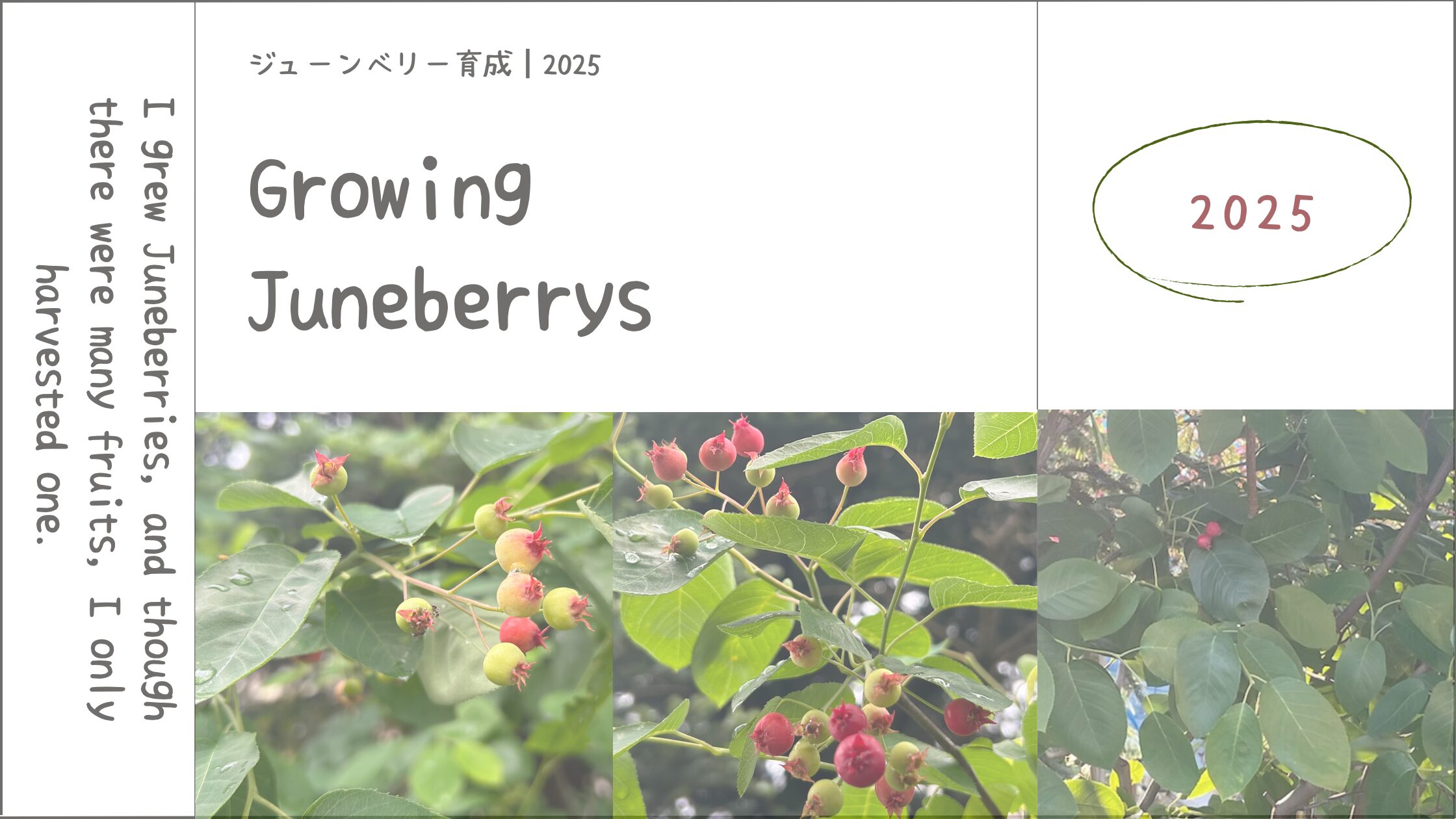 ジューンベリー育成記録アイキャッチ画像