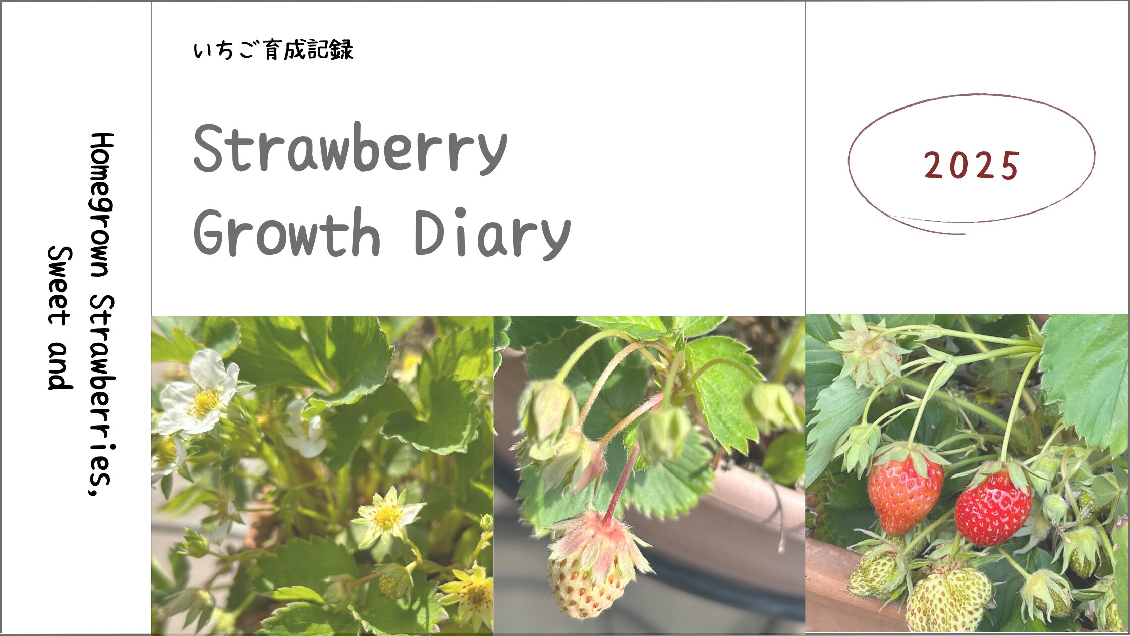 いちご育成記録アイキャッチ画像