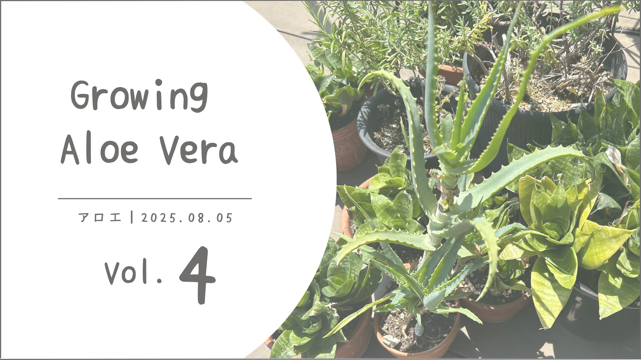 アロエ育成記録アイキャッチ画像