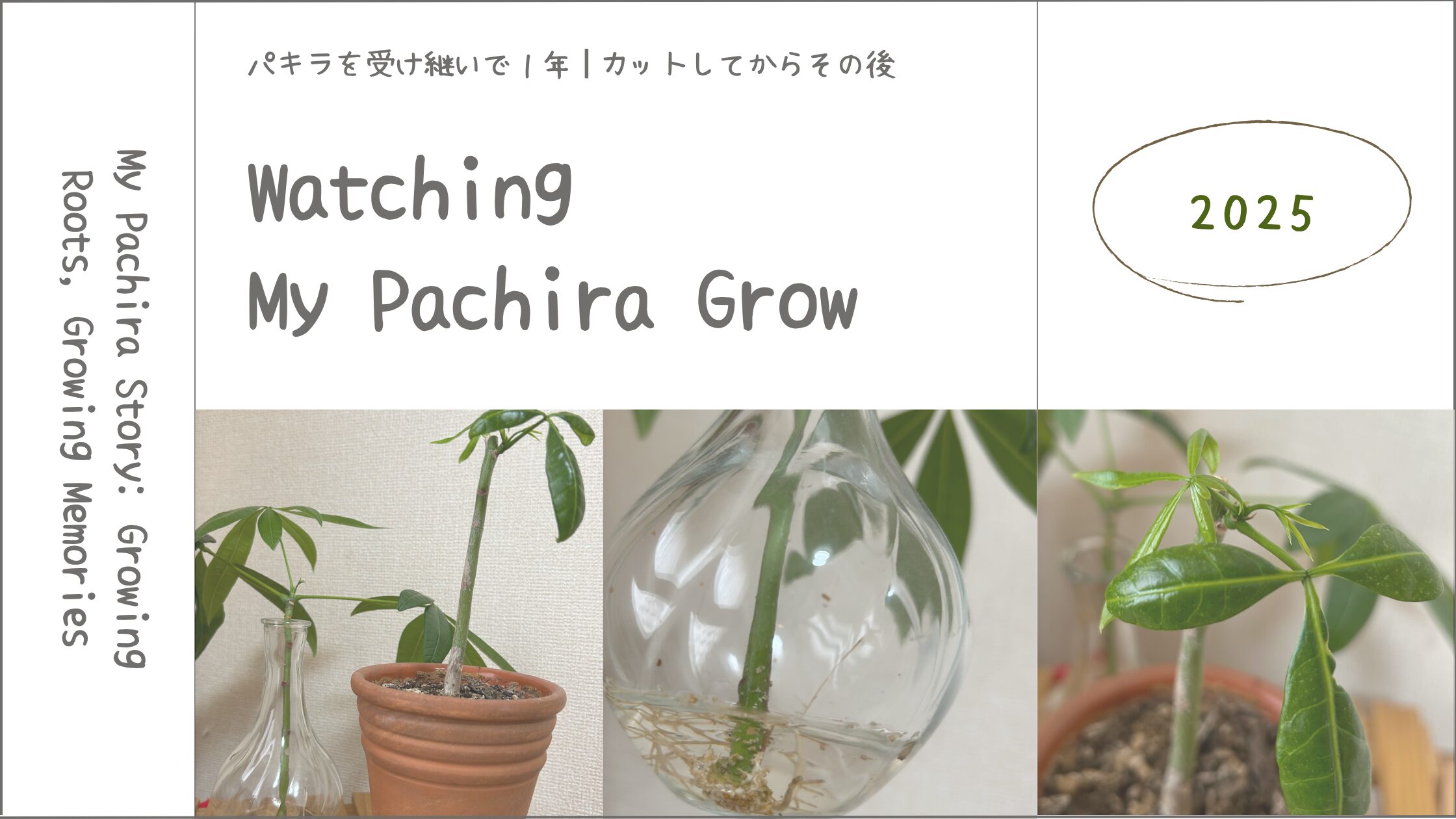 パキラ育成記録アイキャッチ画像