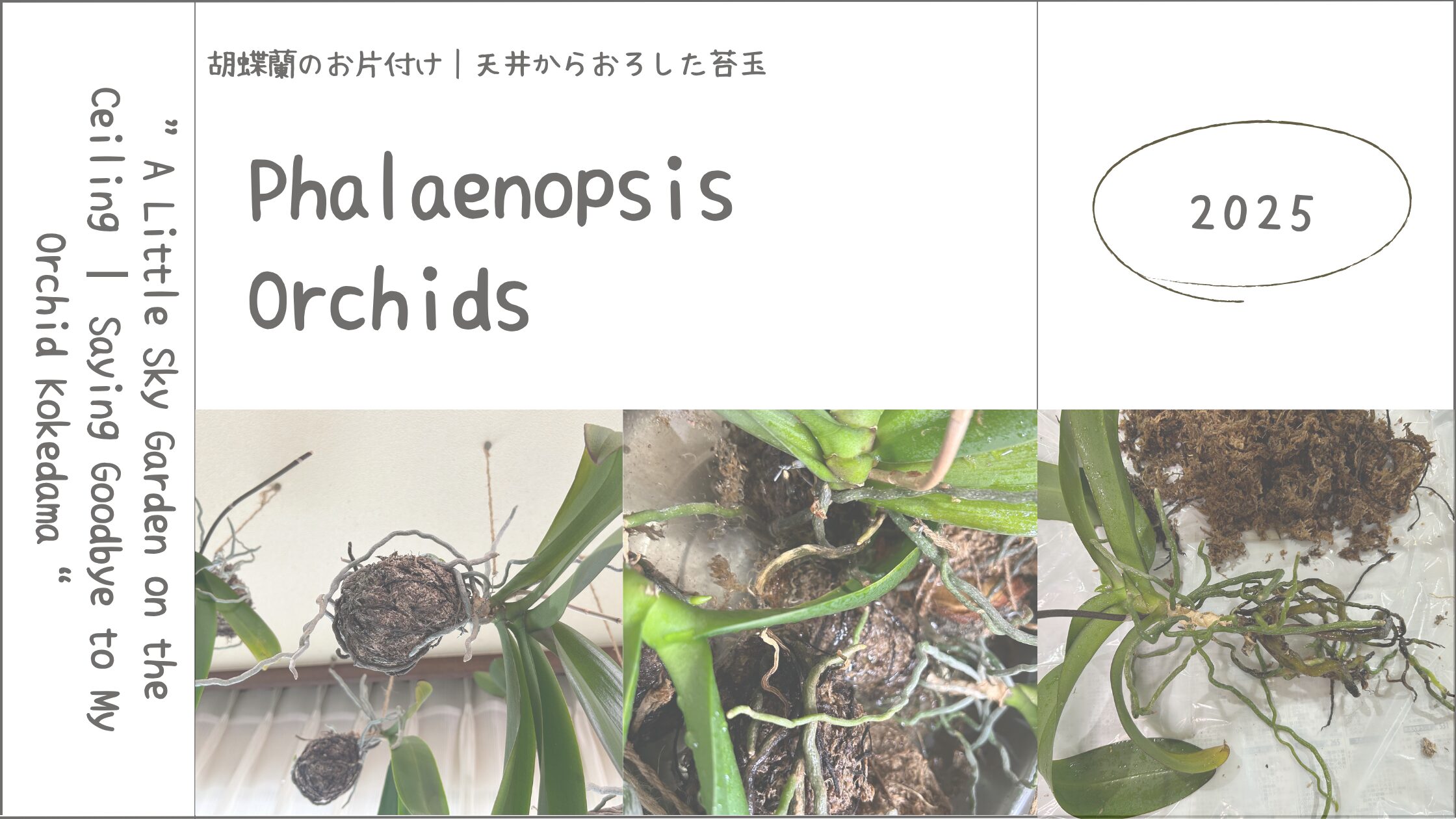 胡蝶蘭育成記録アイキャッチ画像