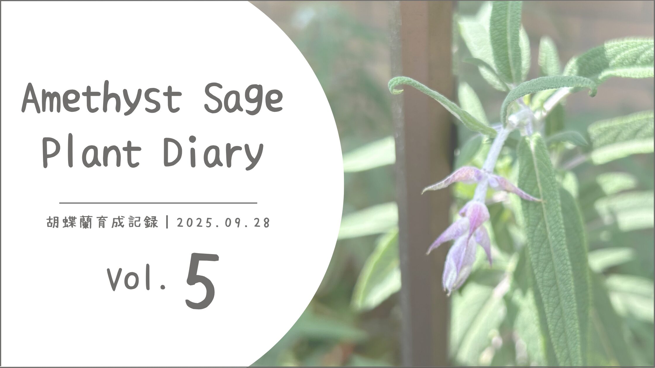 アメジストセージ育成記録アイキャッチ画像