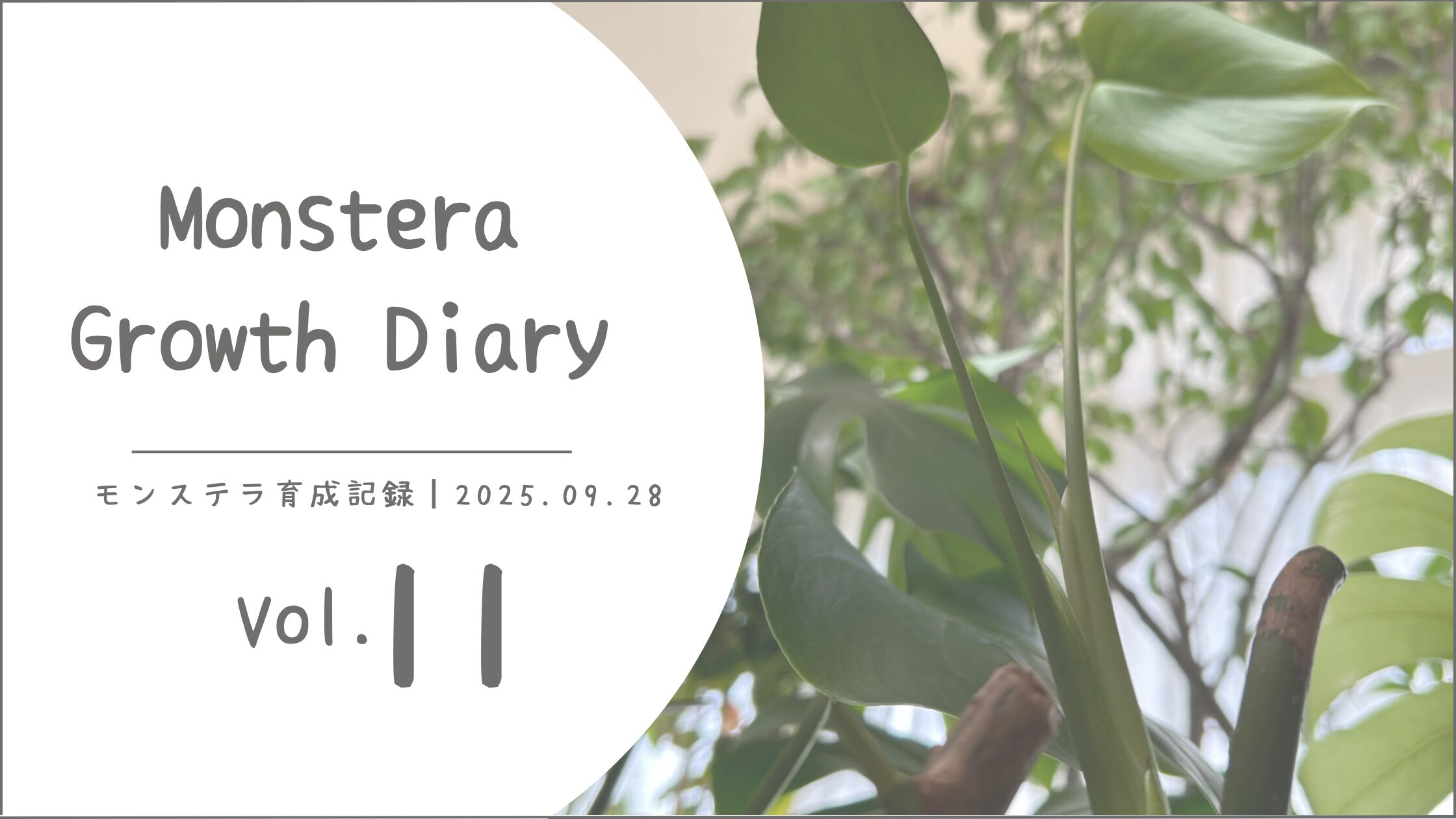 モンステラ育成記録アイキャッチ画像