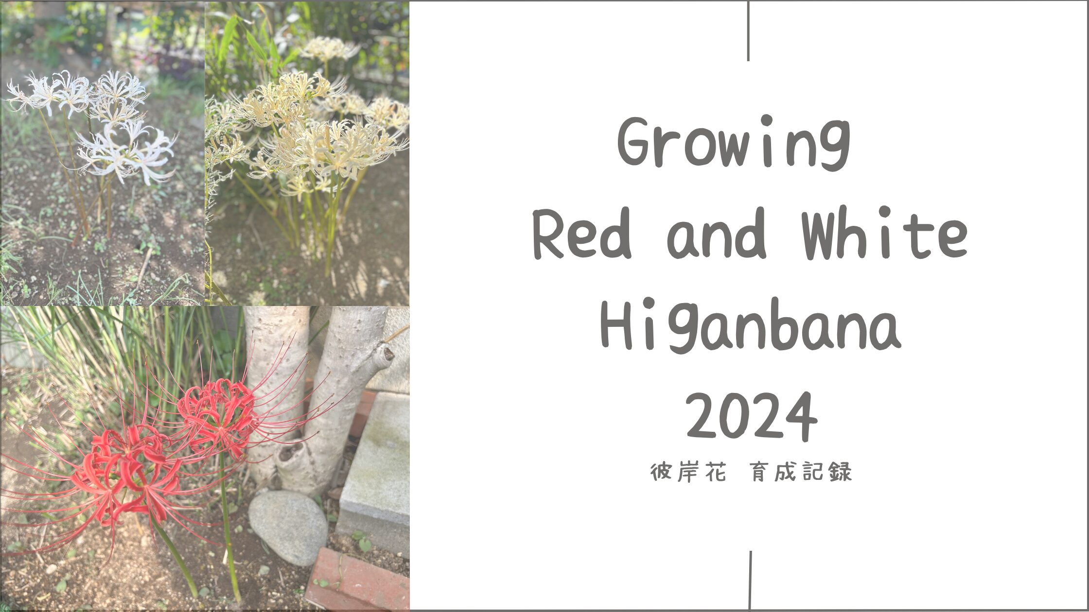彼岸花育成記録アイキャッチ画像