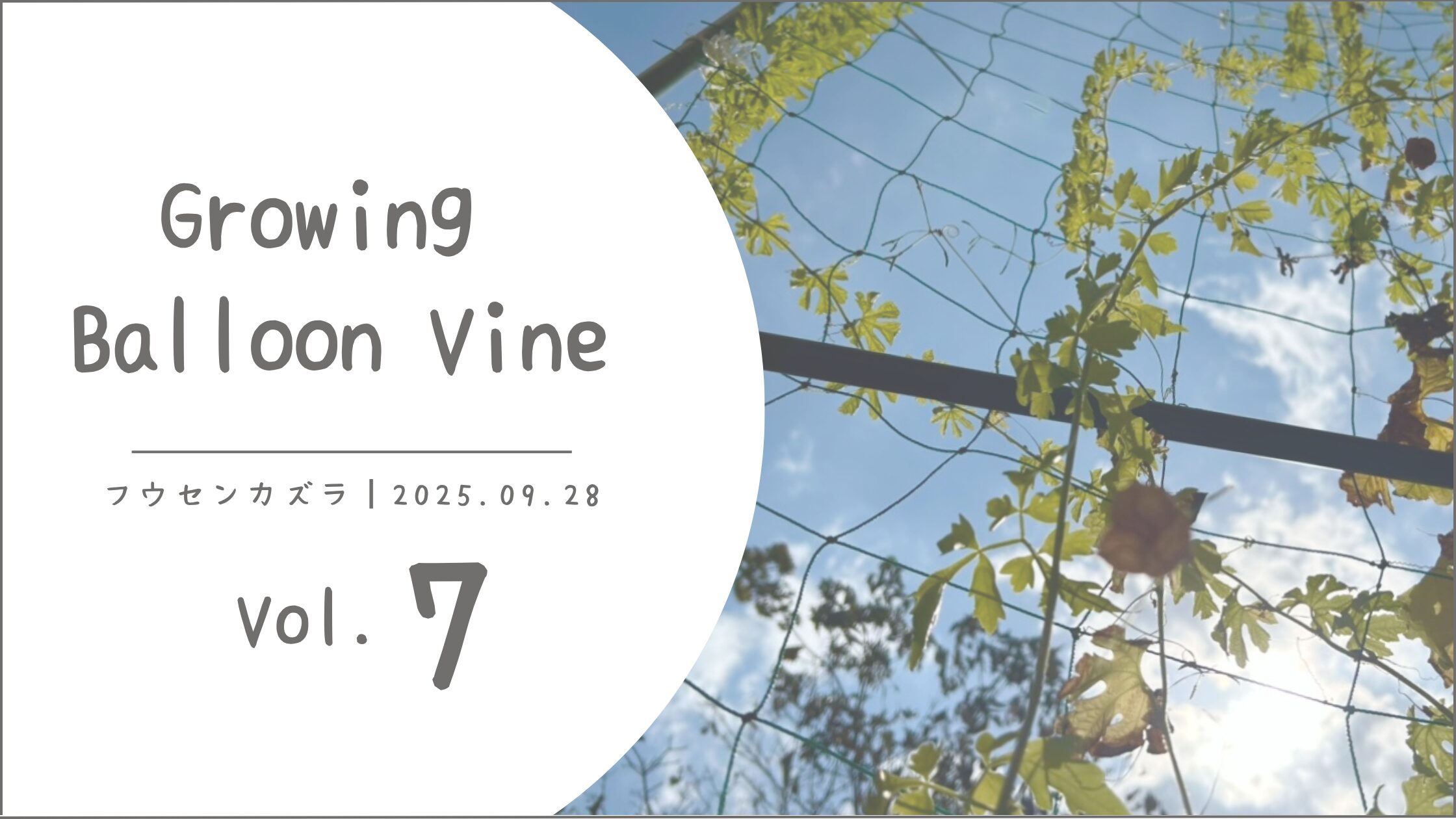 ゴーヤ育成記録アイキャッチ画像